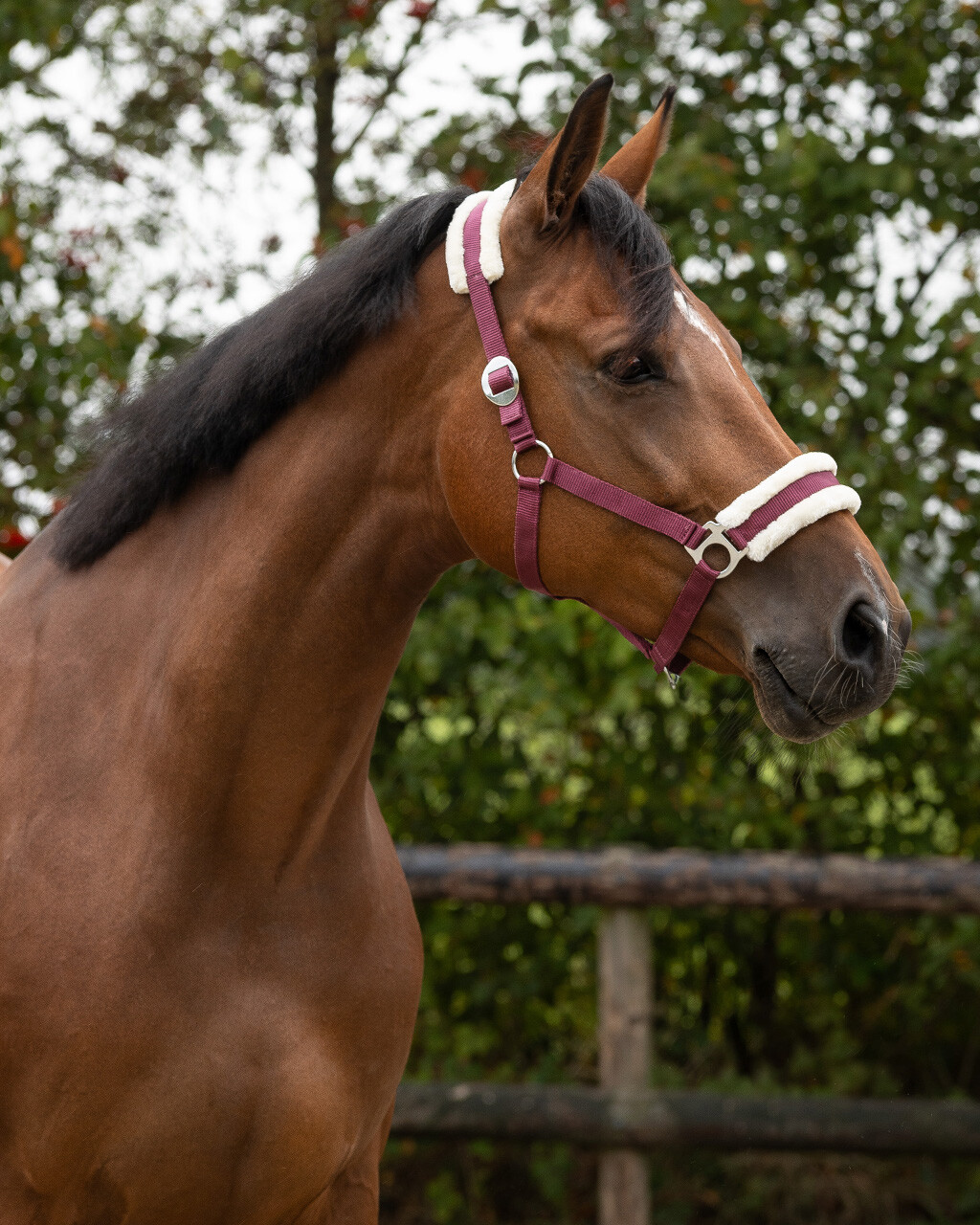 Head collar Cali