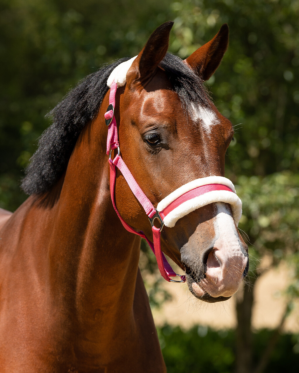 Head collar Cali