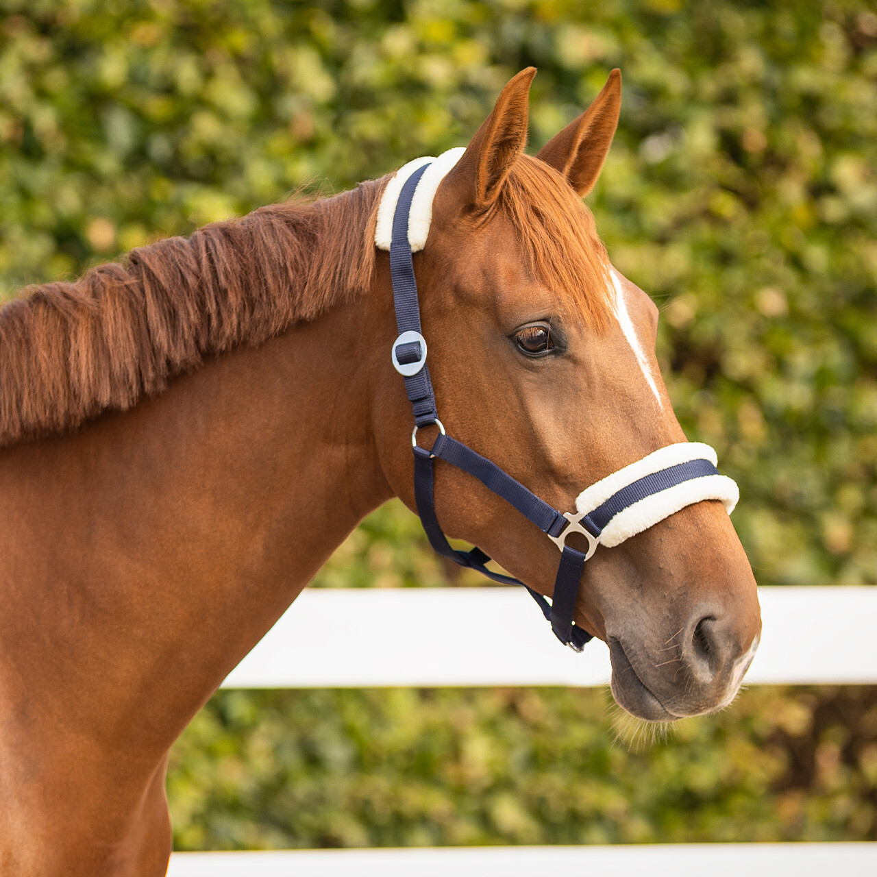 Head collar Cali