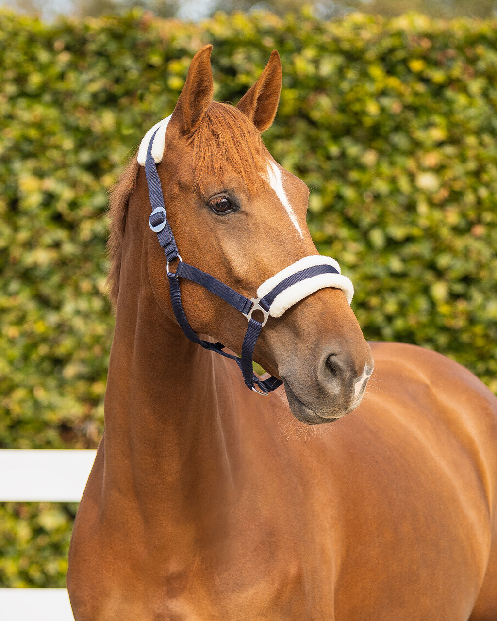 Head collar Cali