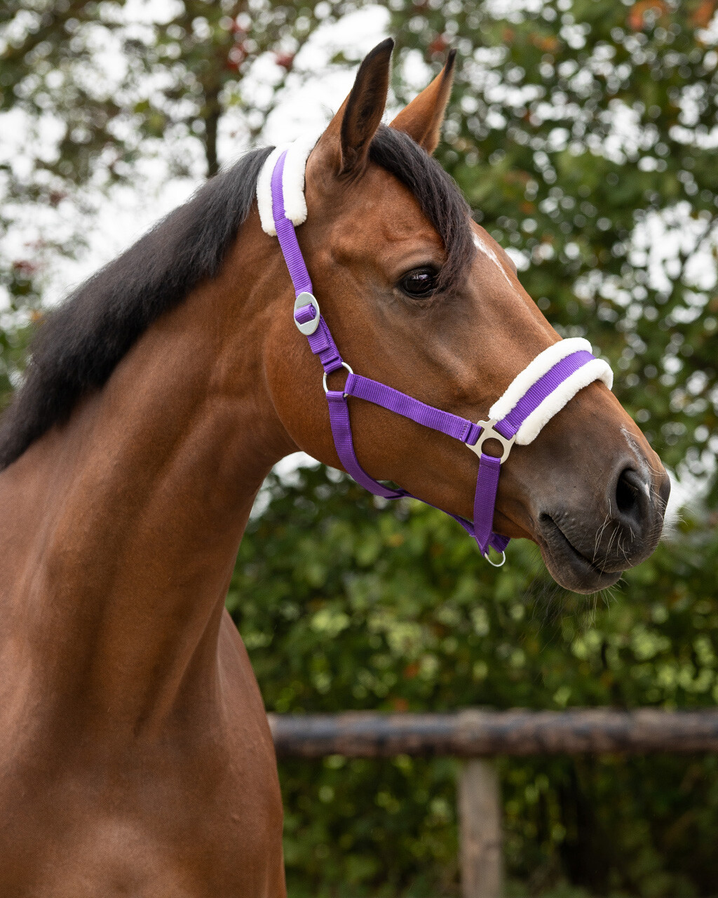 Head collar Cali