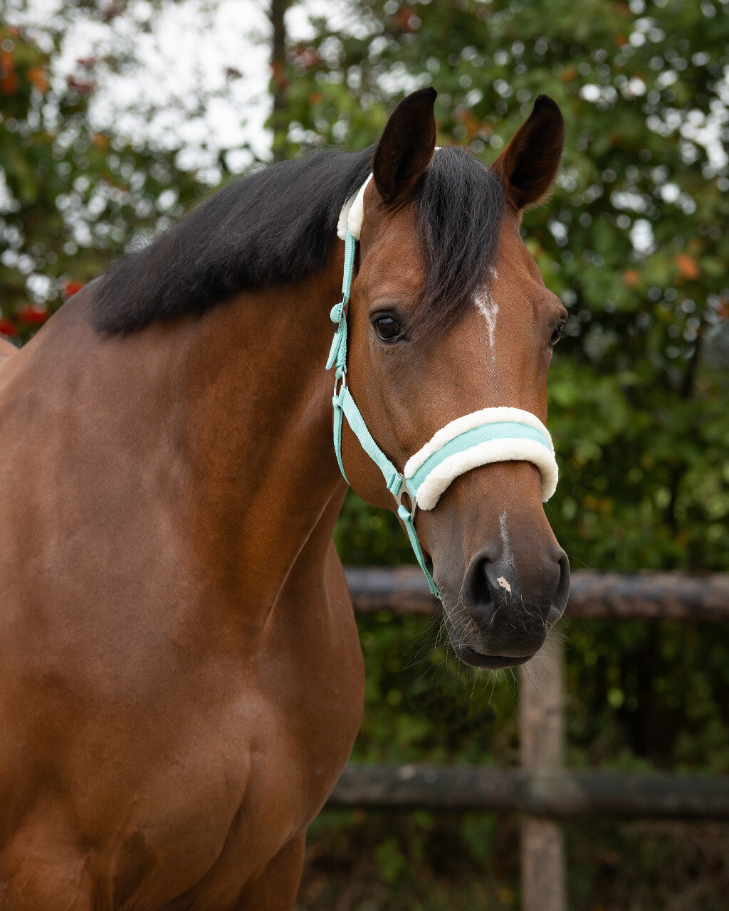 Head collar Cali