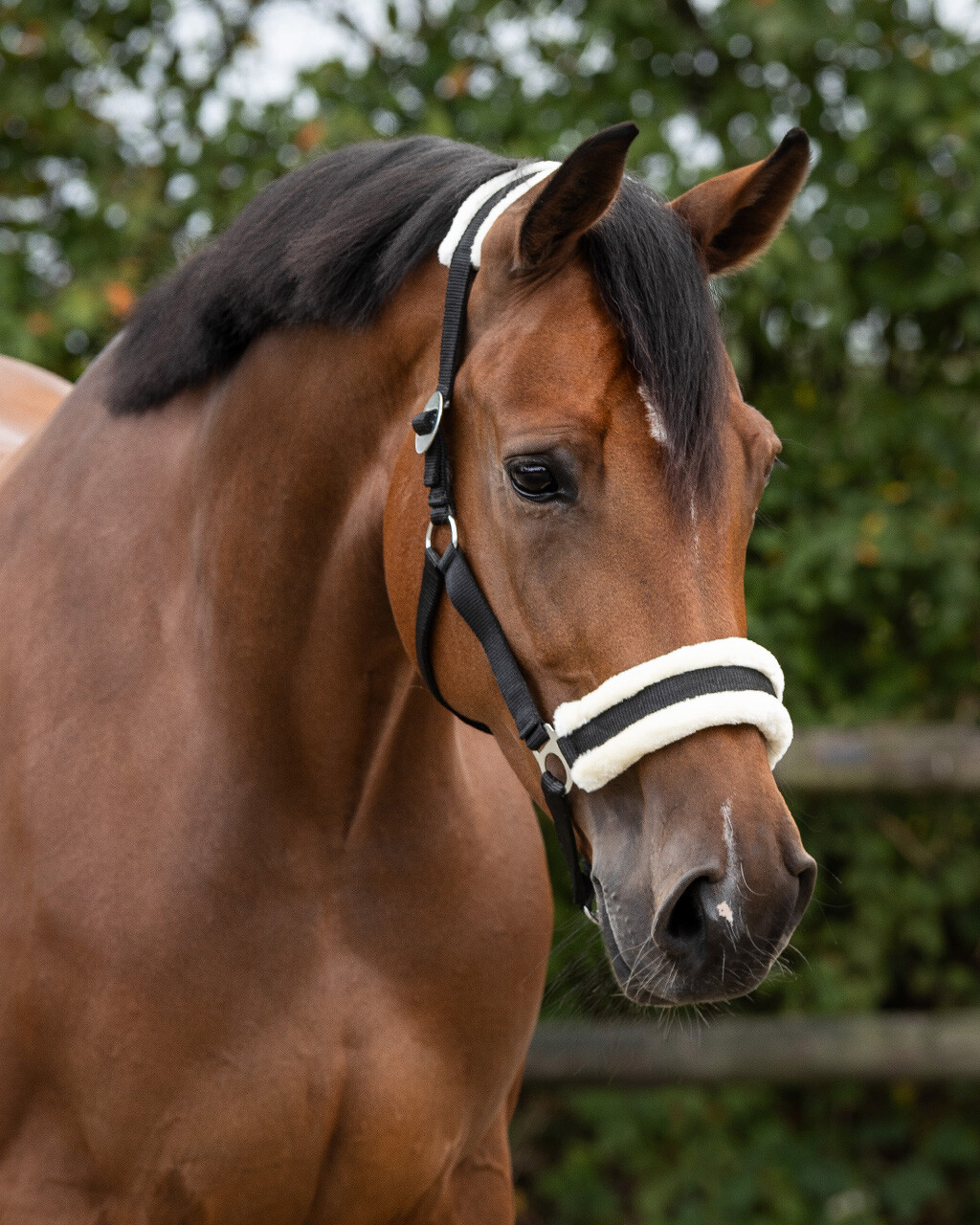 Head collar Cali