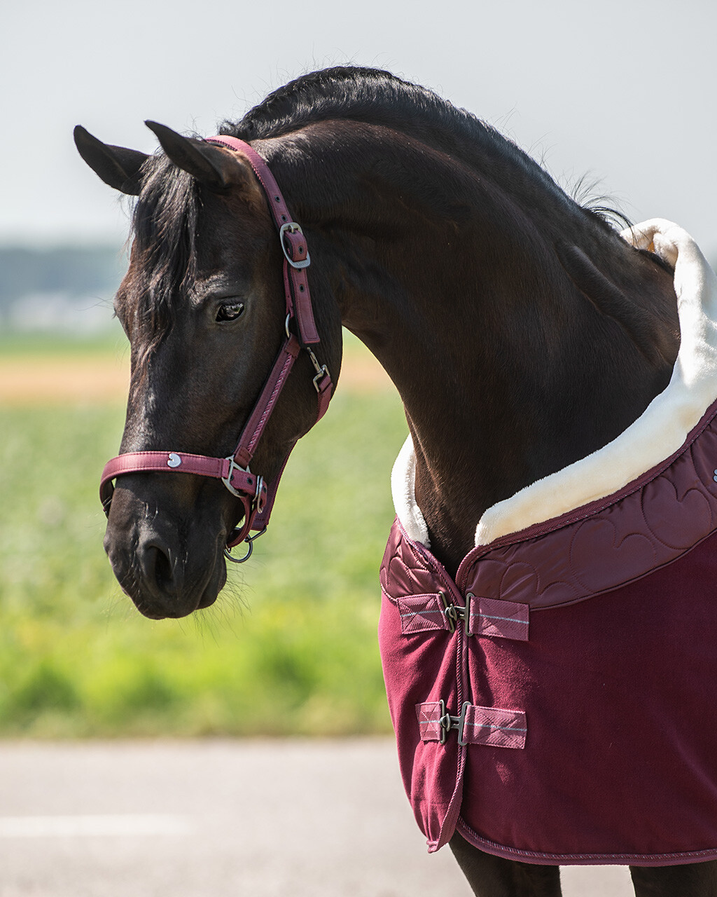 Sada ohlávky Lily Burgundy pro koně typu Cob