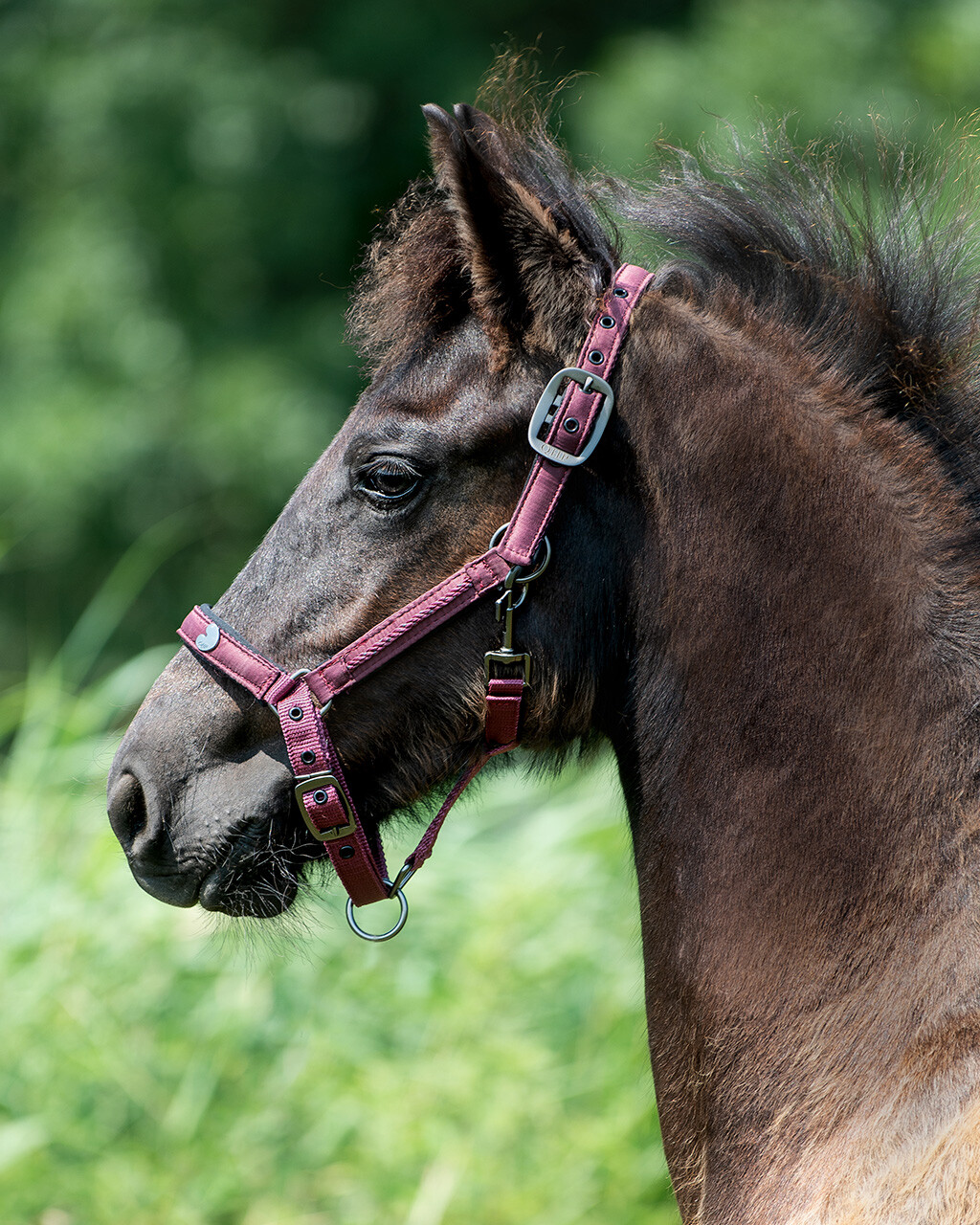 Head collar foal Lily