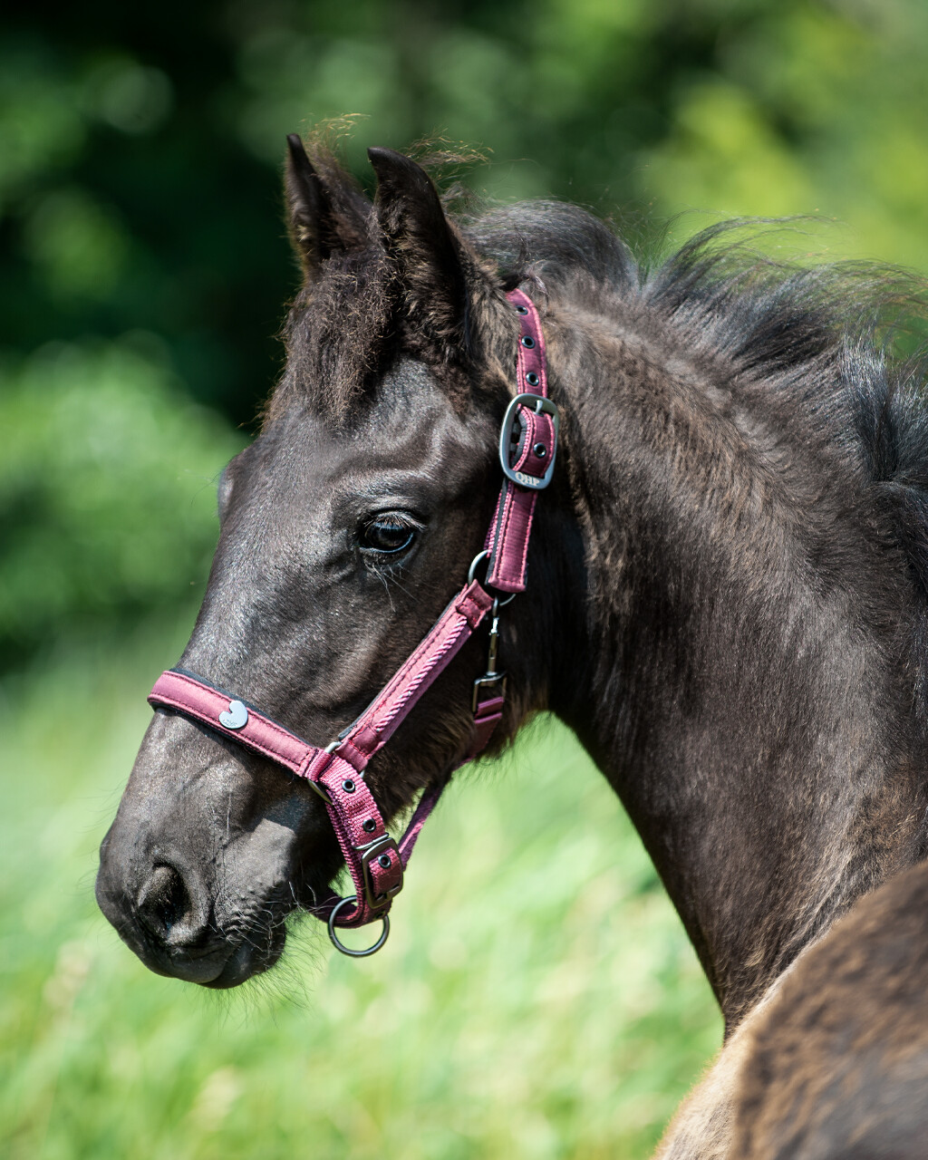 Head collar foal Lily