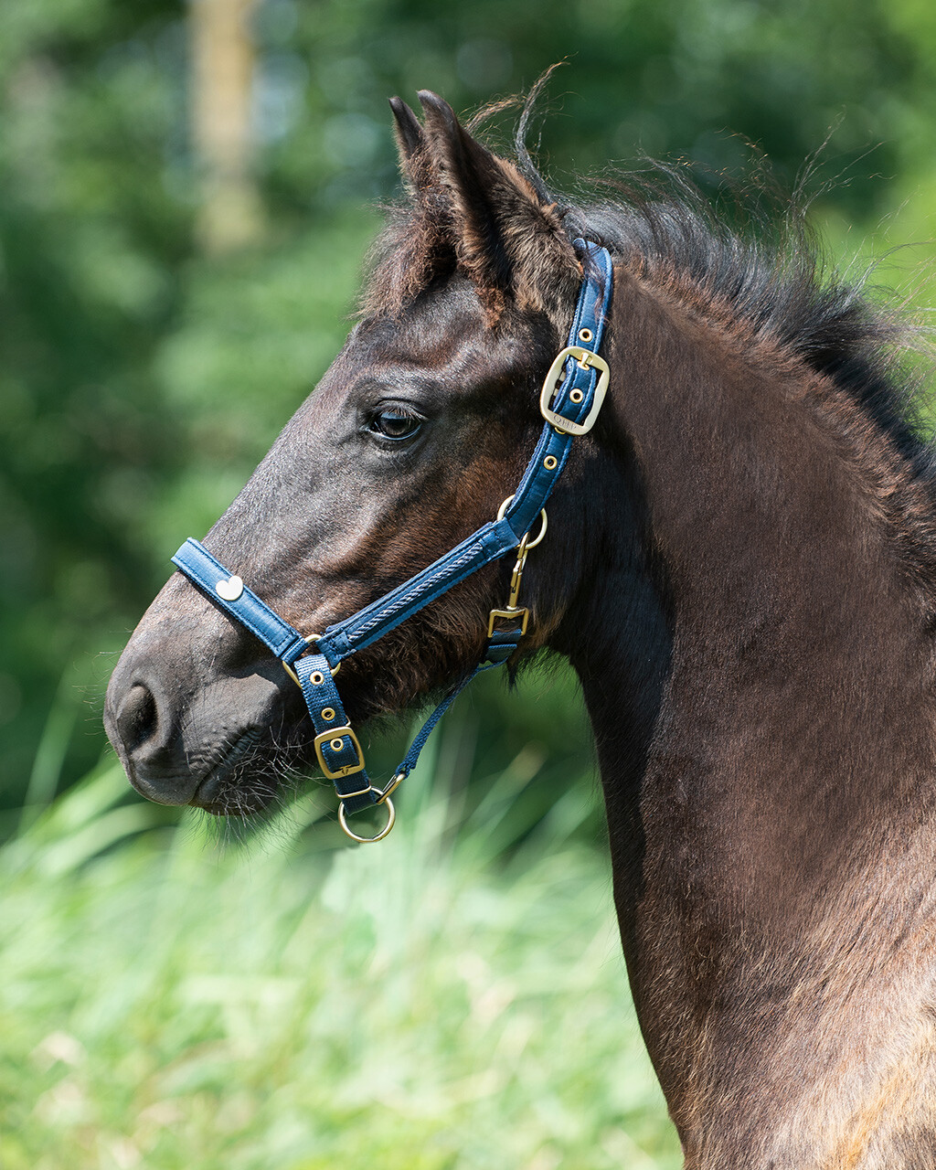 Head collar foal Lily