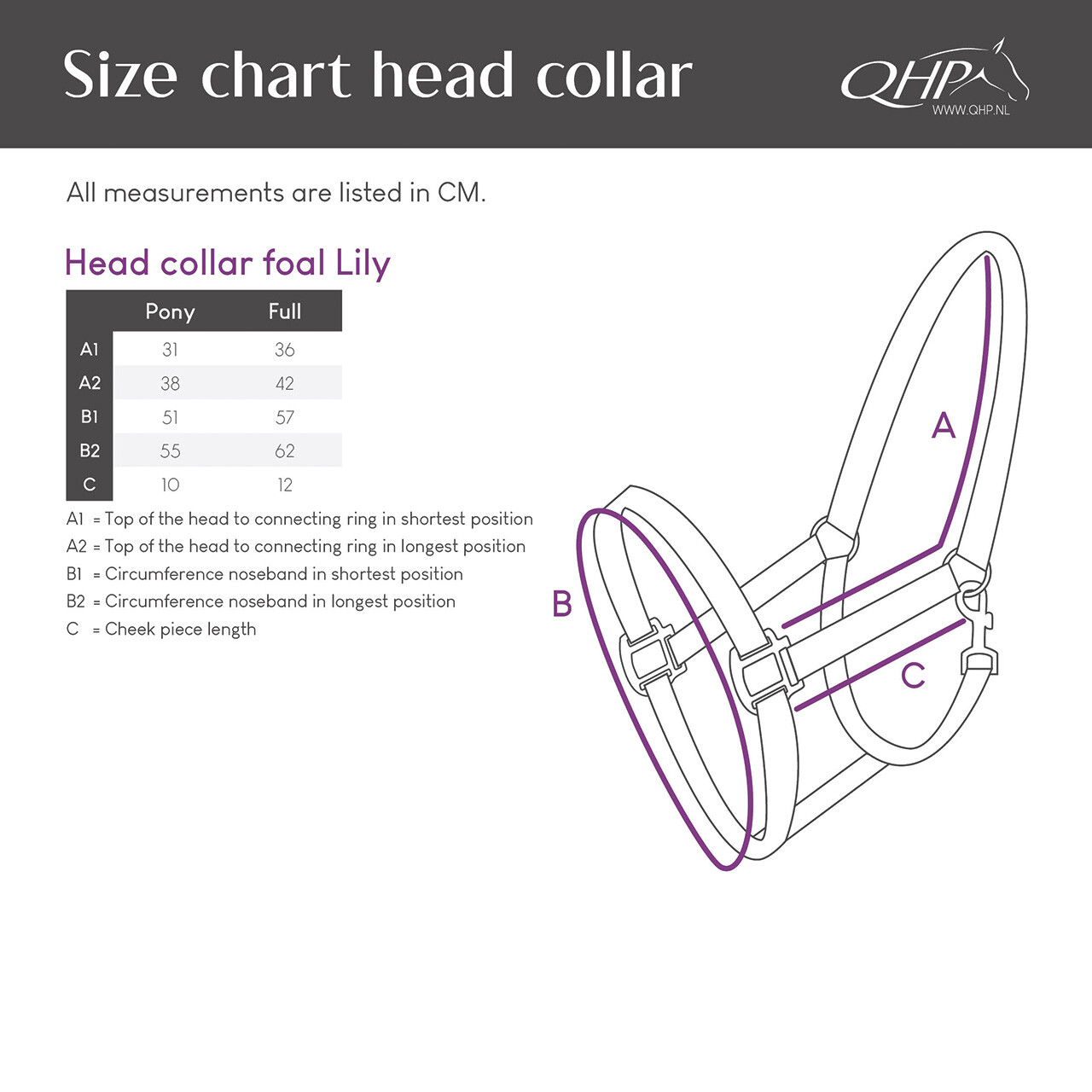 Head collar foal Lily