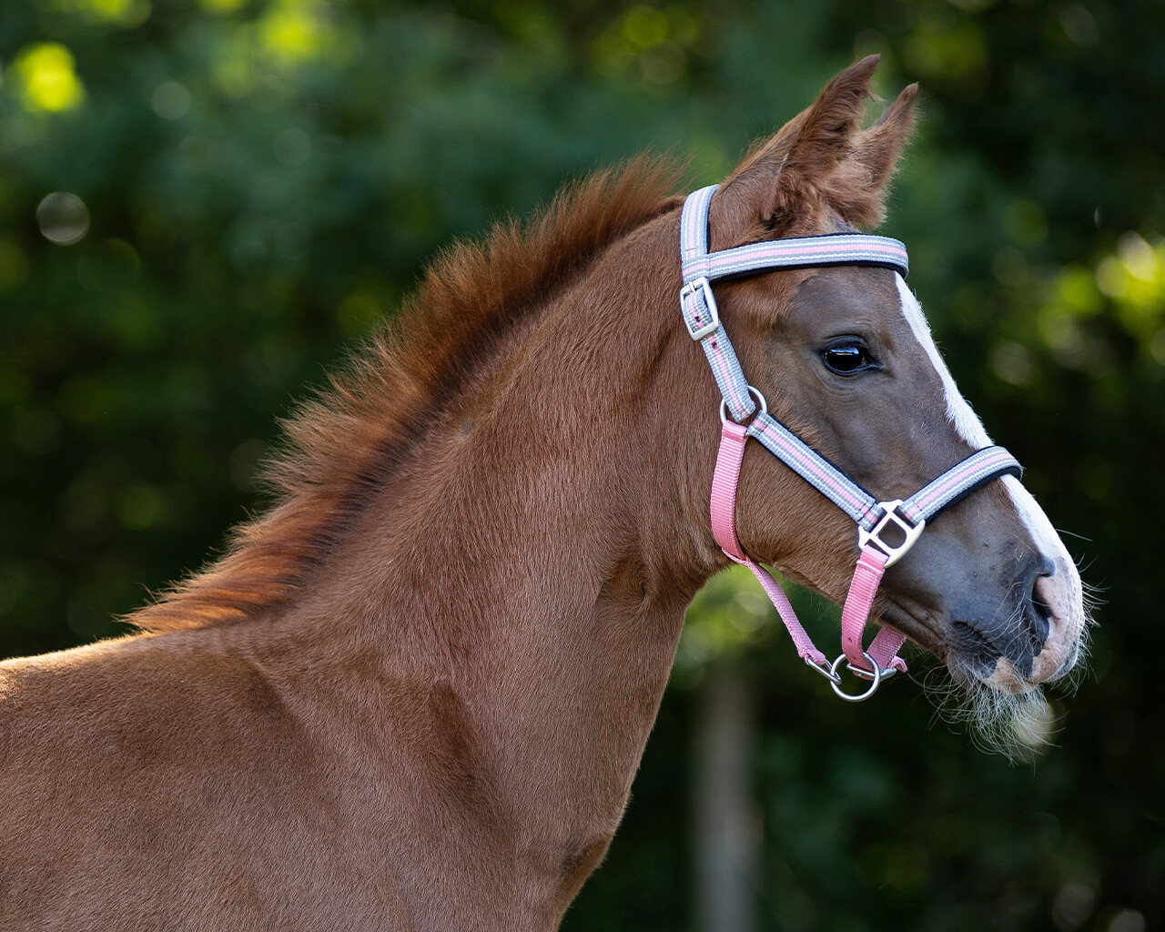 Head collar foal Flore with browband
