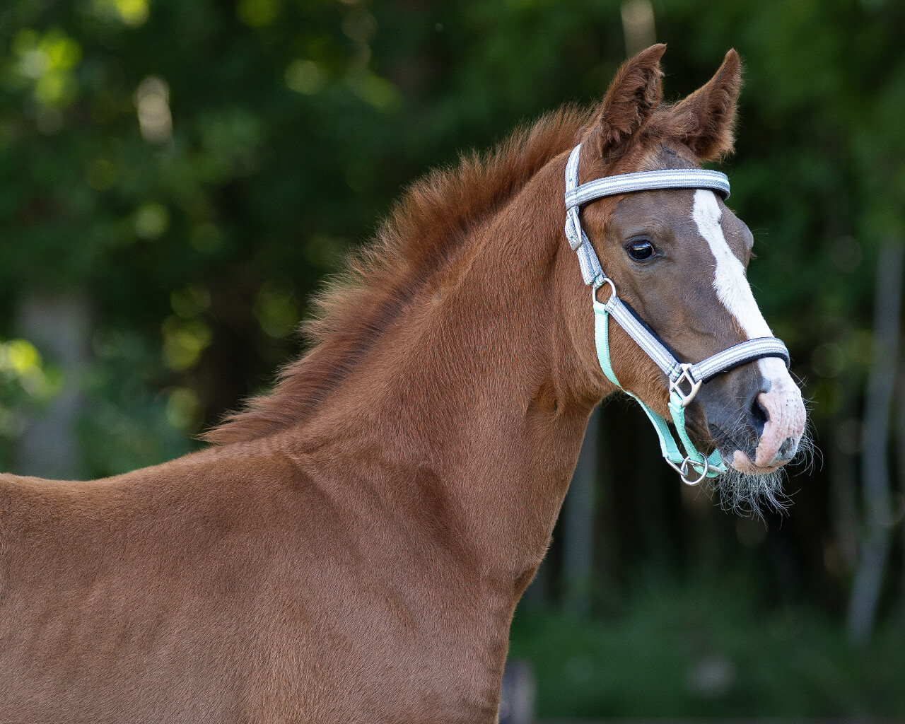 Head collar foal Flore with browband