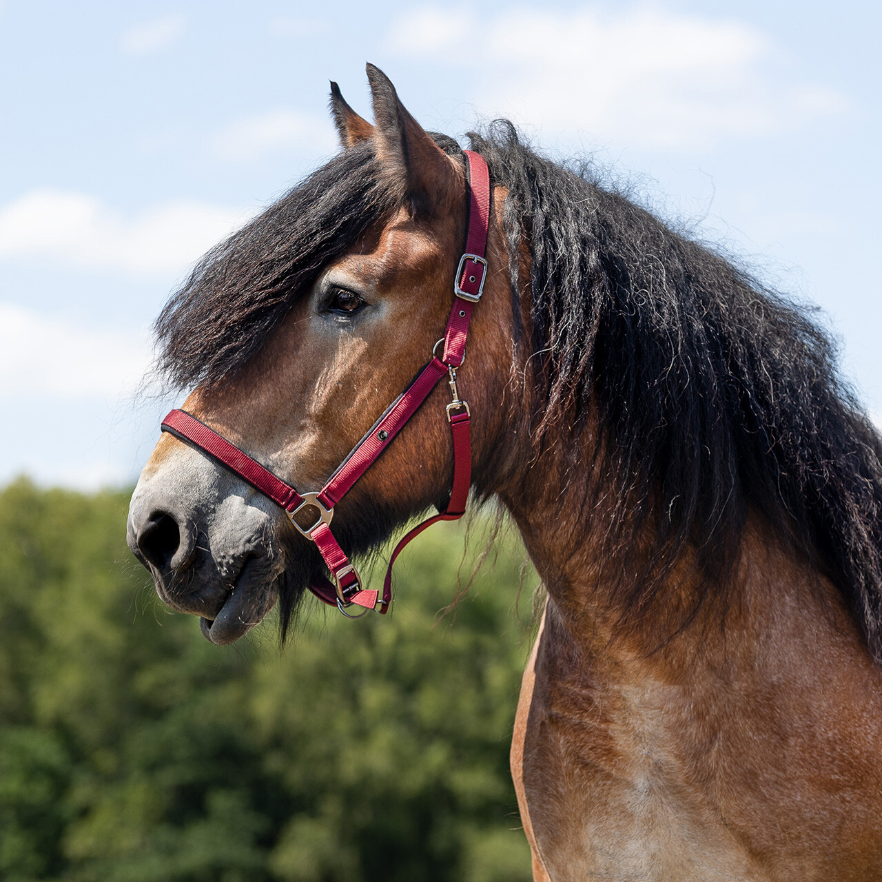 Head collar Deluxe draft horse