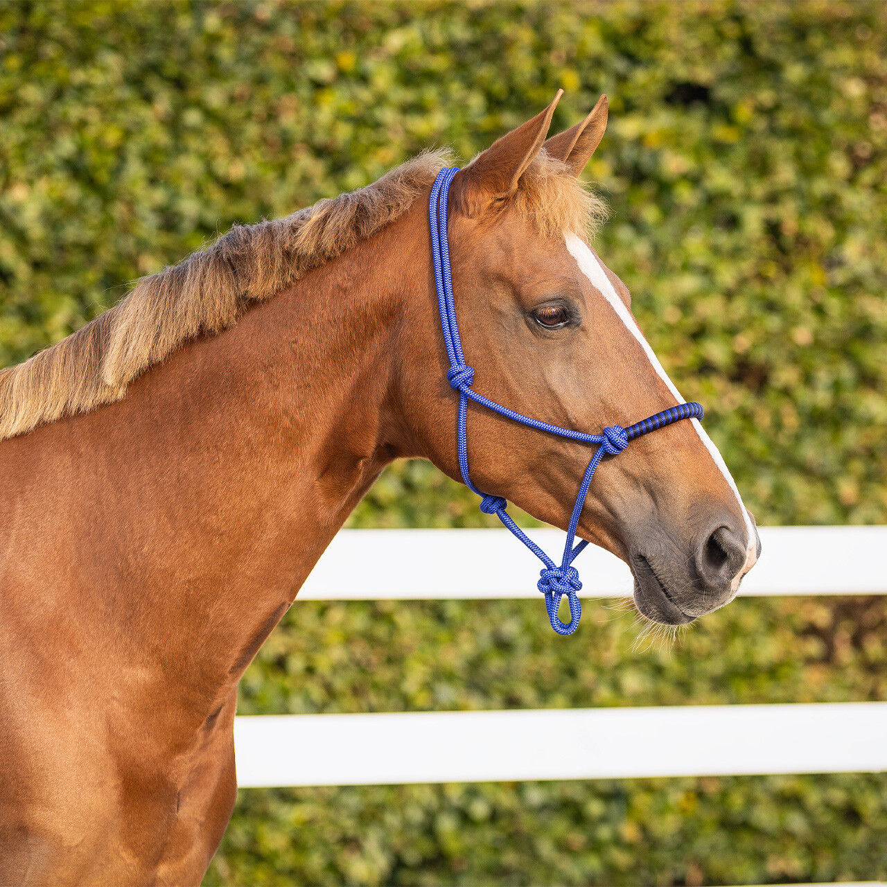 Rope halter with clip