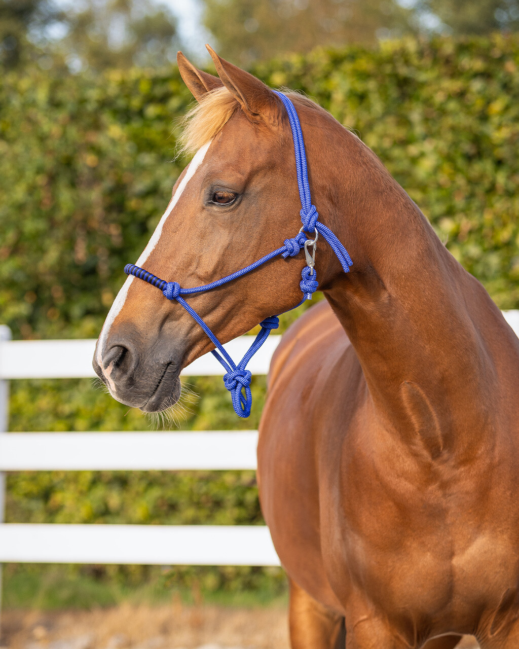 Rope halter with clip