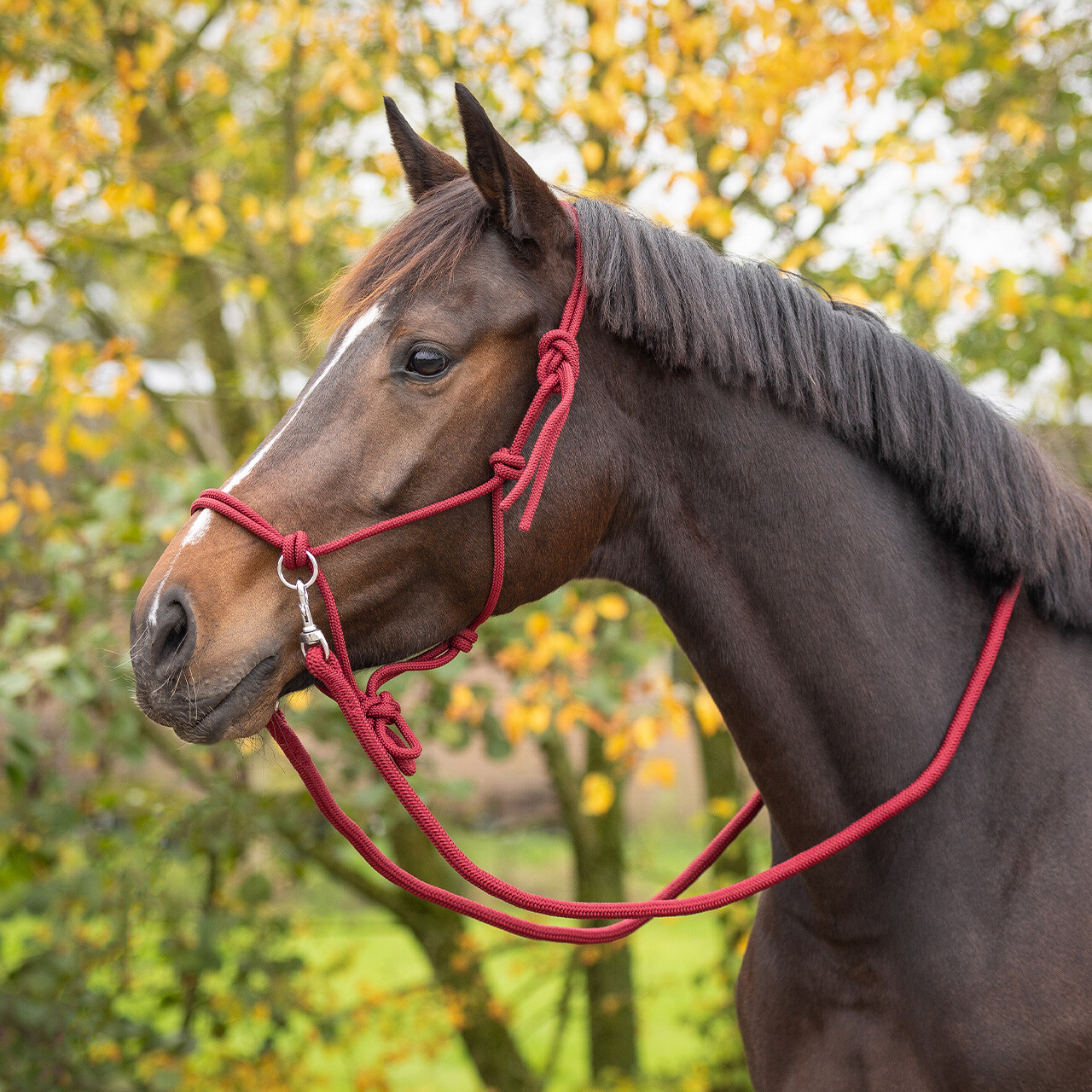 Rope halter Color with rein