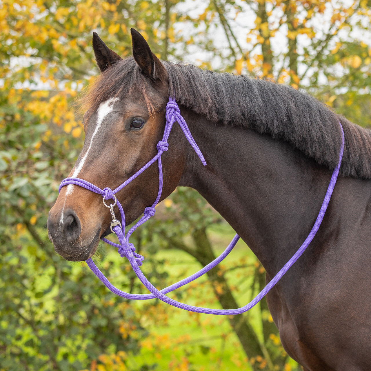 Rope halter Color with rein