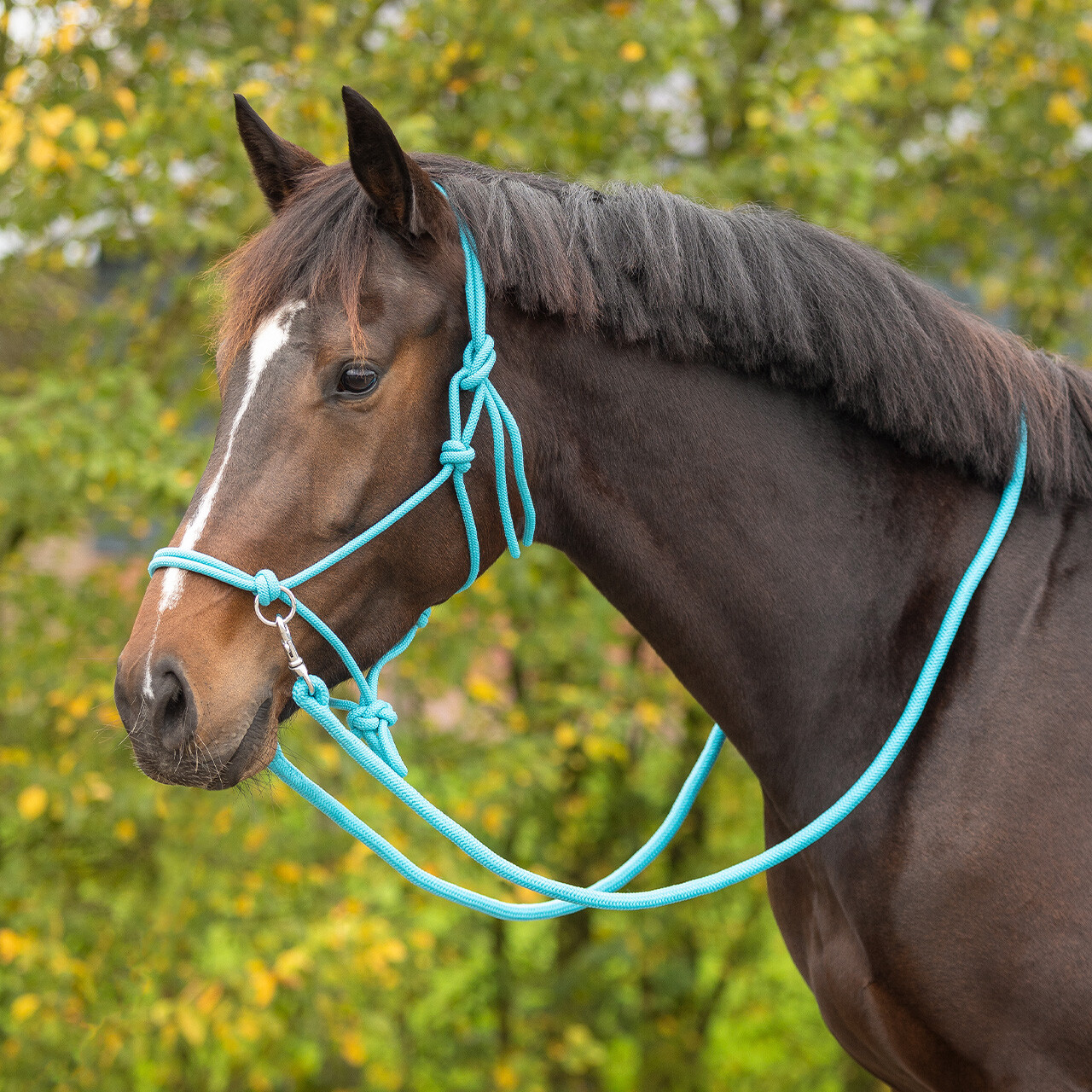Rope halter Color with rein