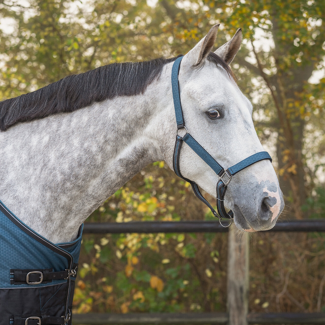 Head collar set with turnout collection