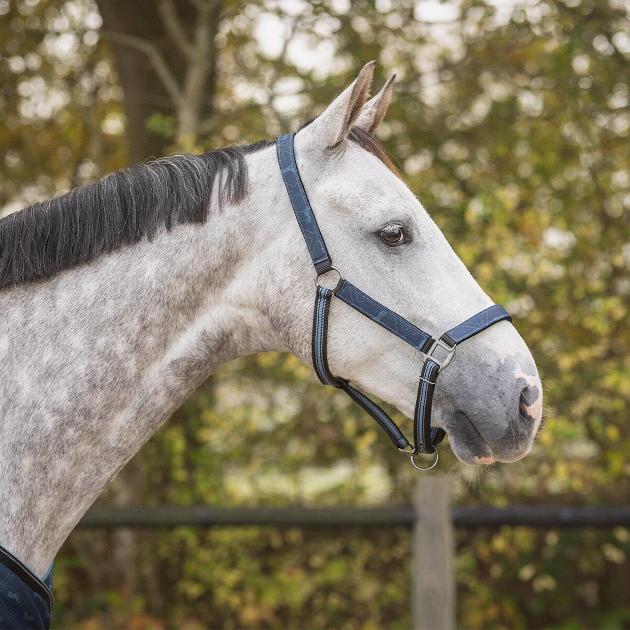 Head collar set with turnout collection