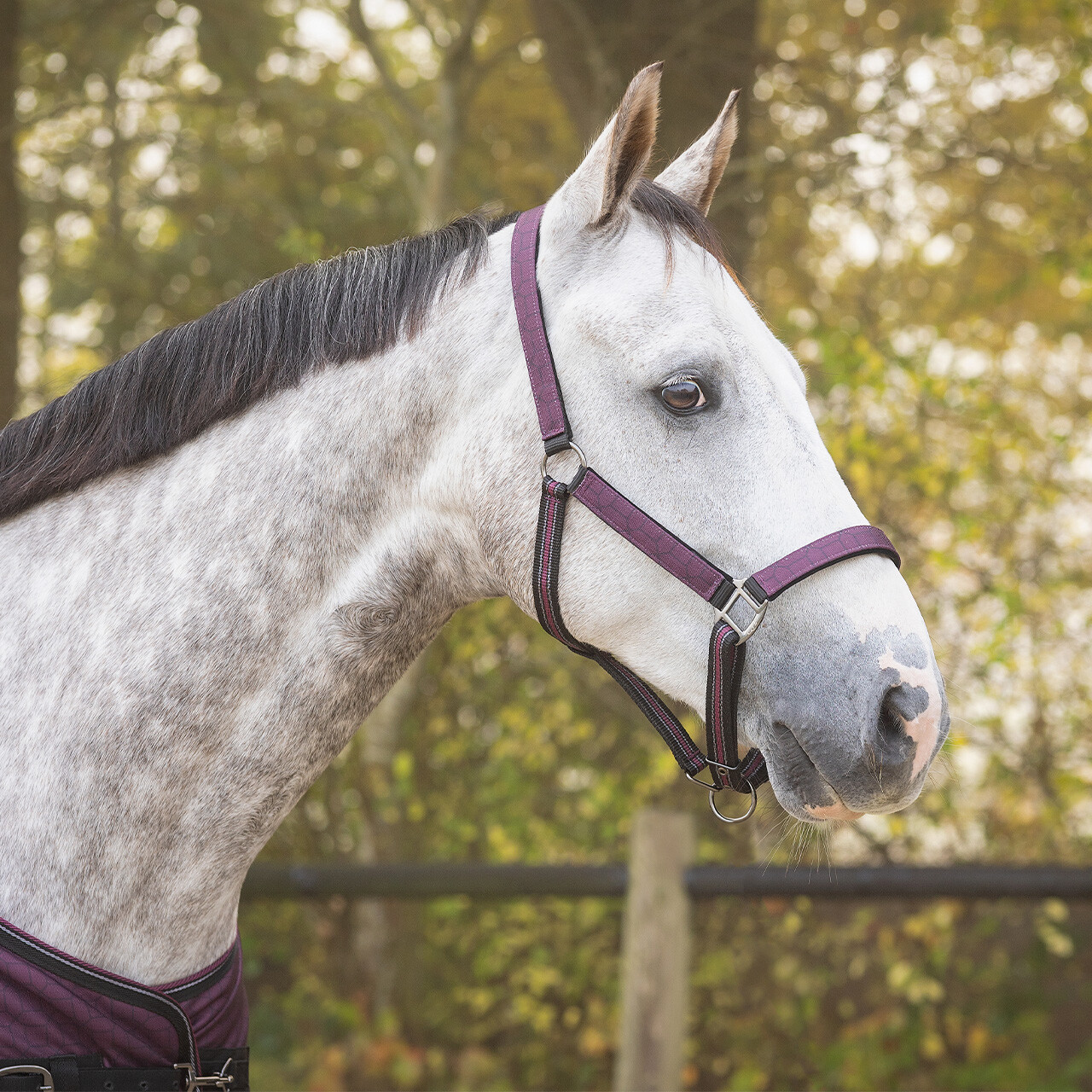 Head collar set with turnout collection