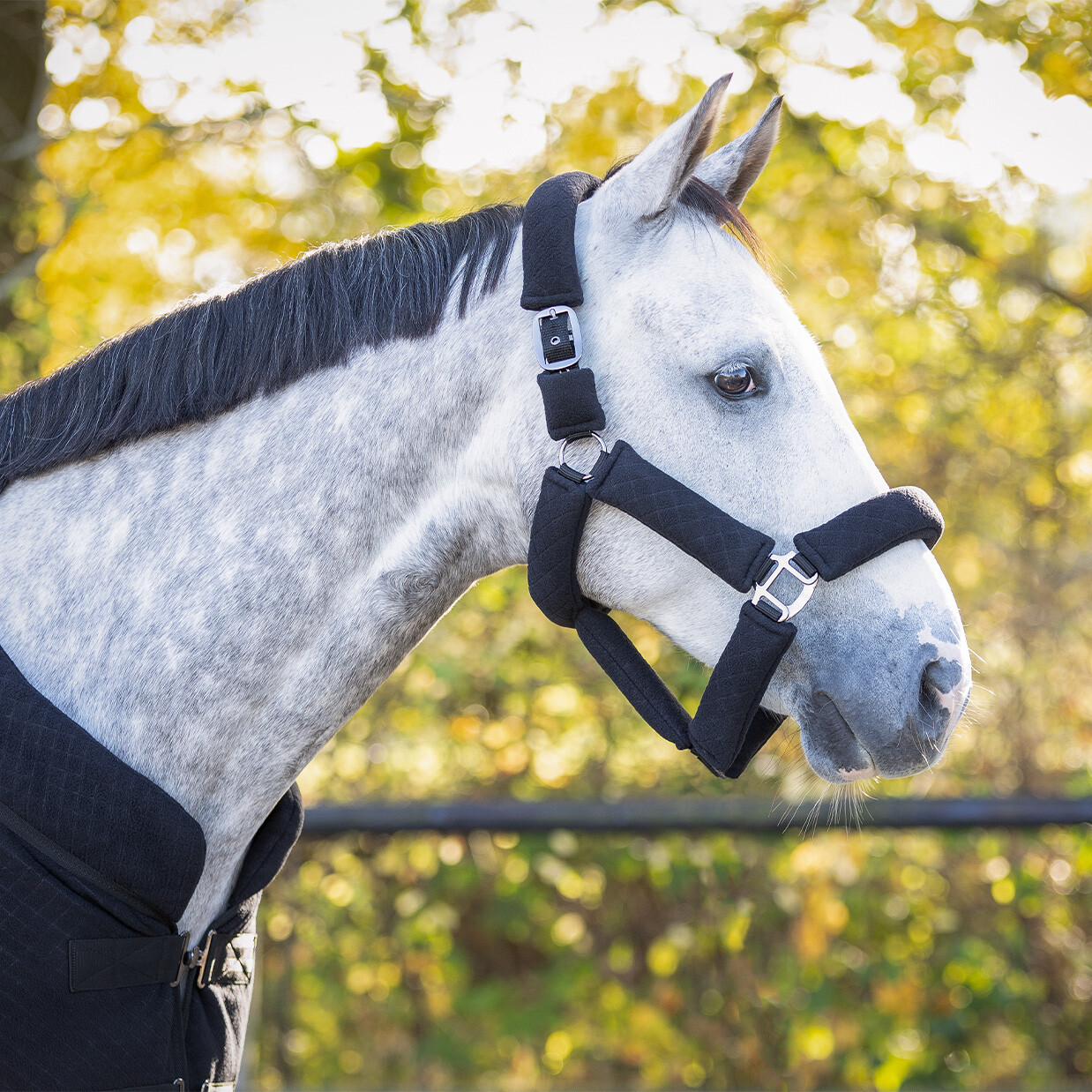 Head collar set Zahra