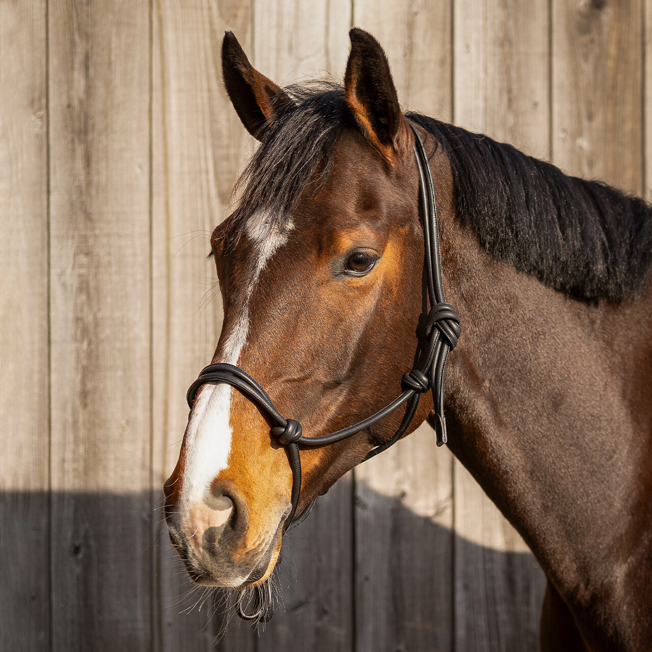 Rope halter leather Liberta