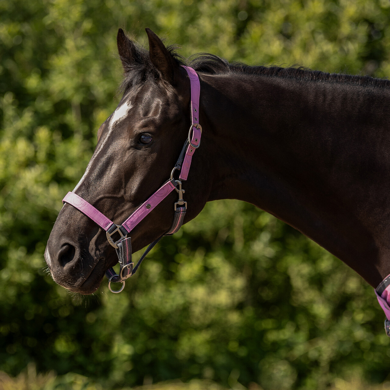 Head collar set with turnout collection
