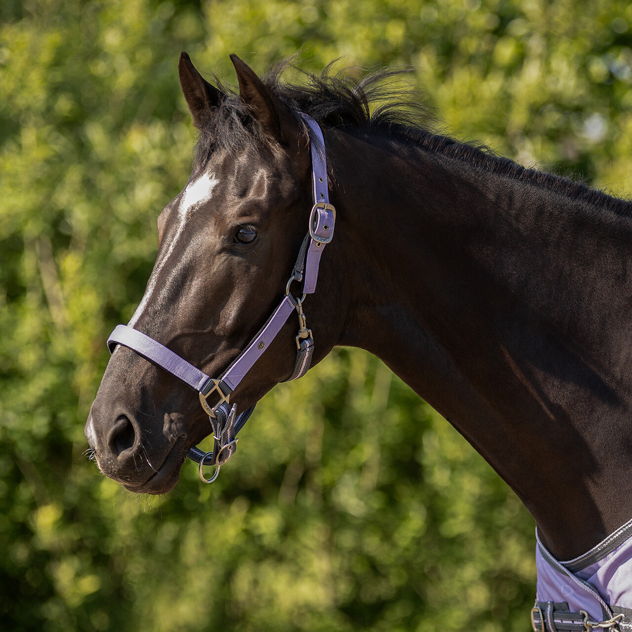 Head collar set with turnout collection