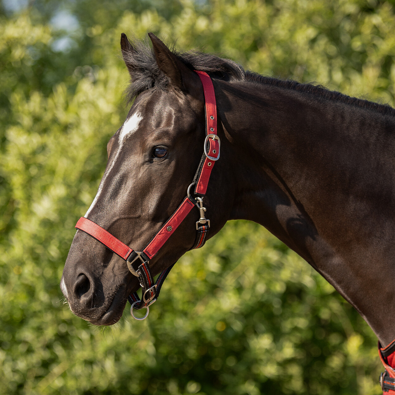 Head collar set with turnout collection