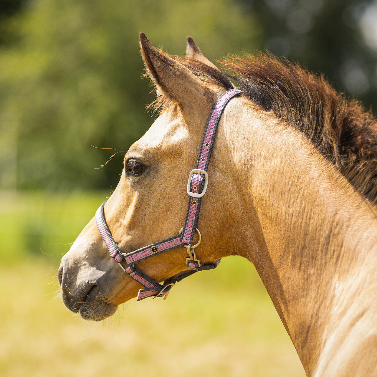 Head collar foal collection