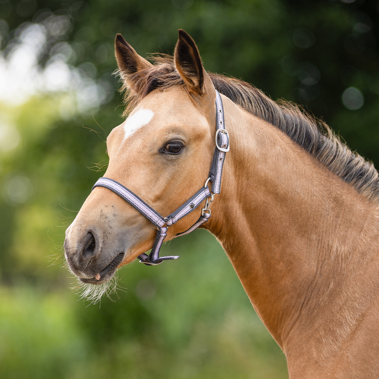 Head collar foal collection
