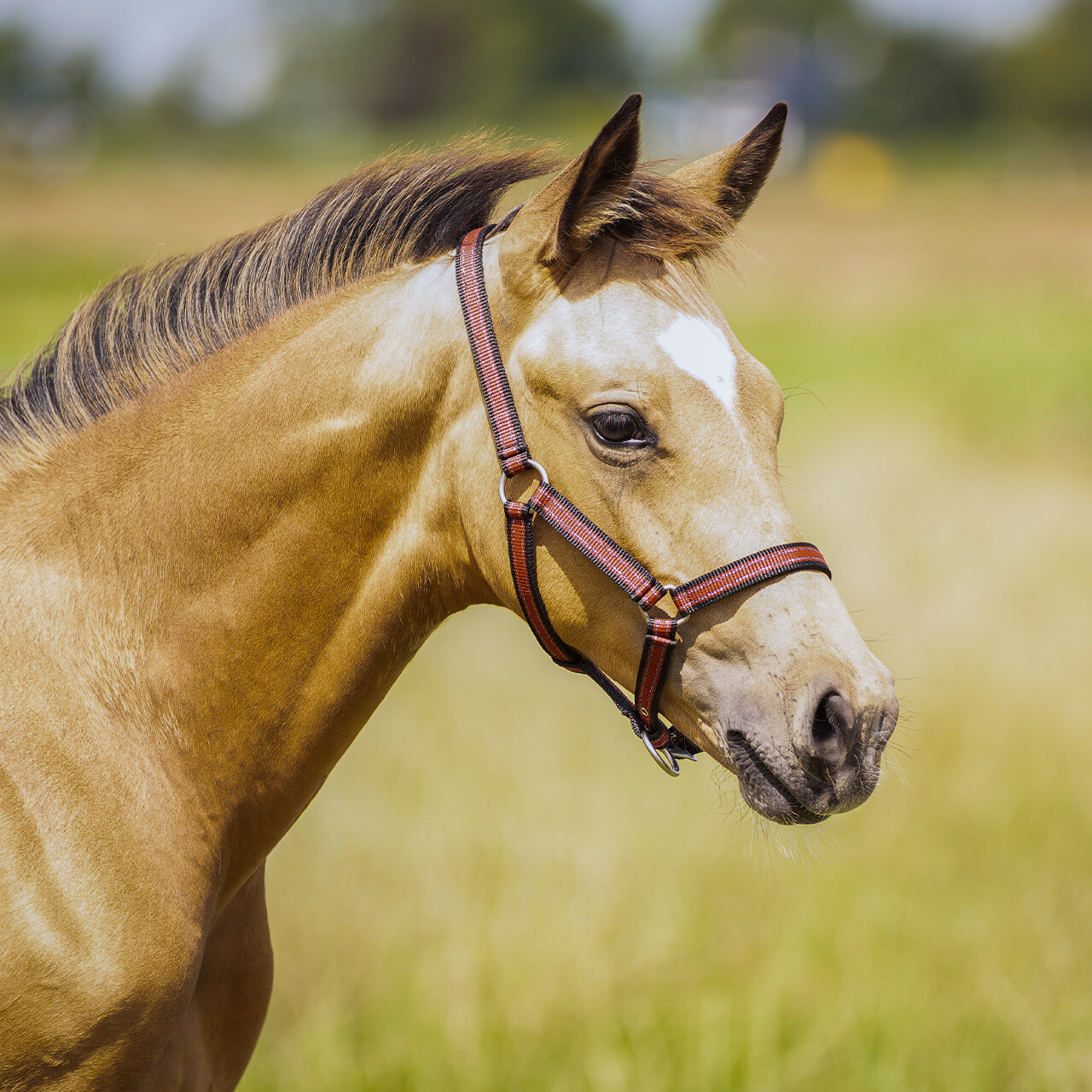 Head collar foal collection