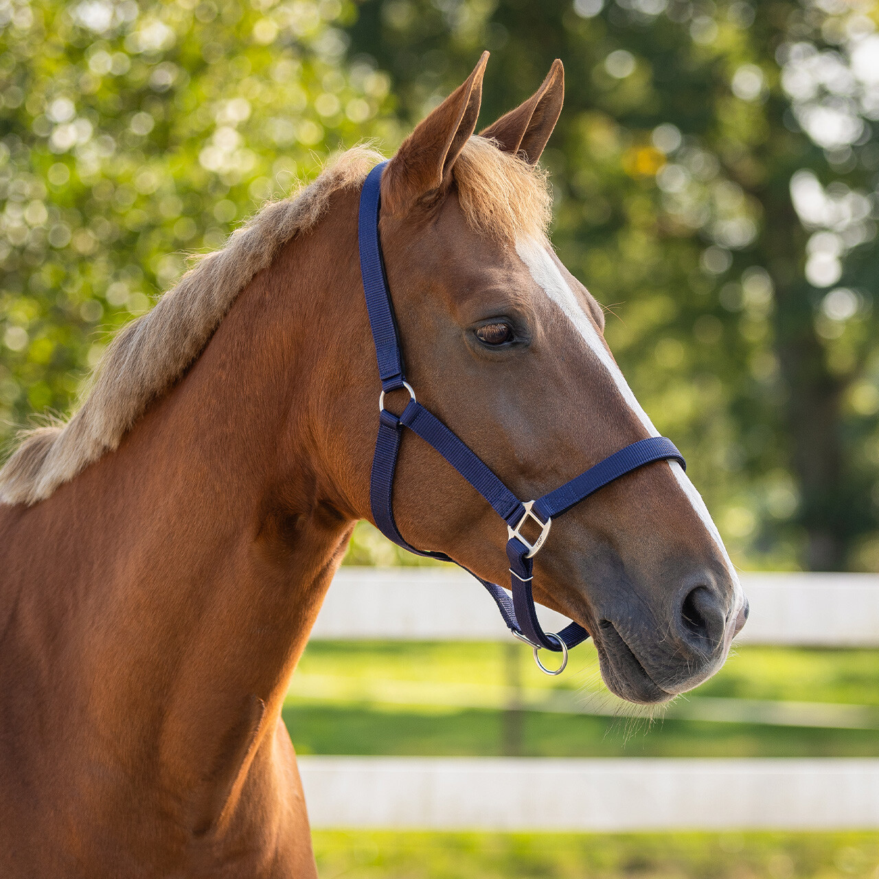 Head collar with lining
