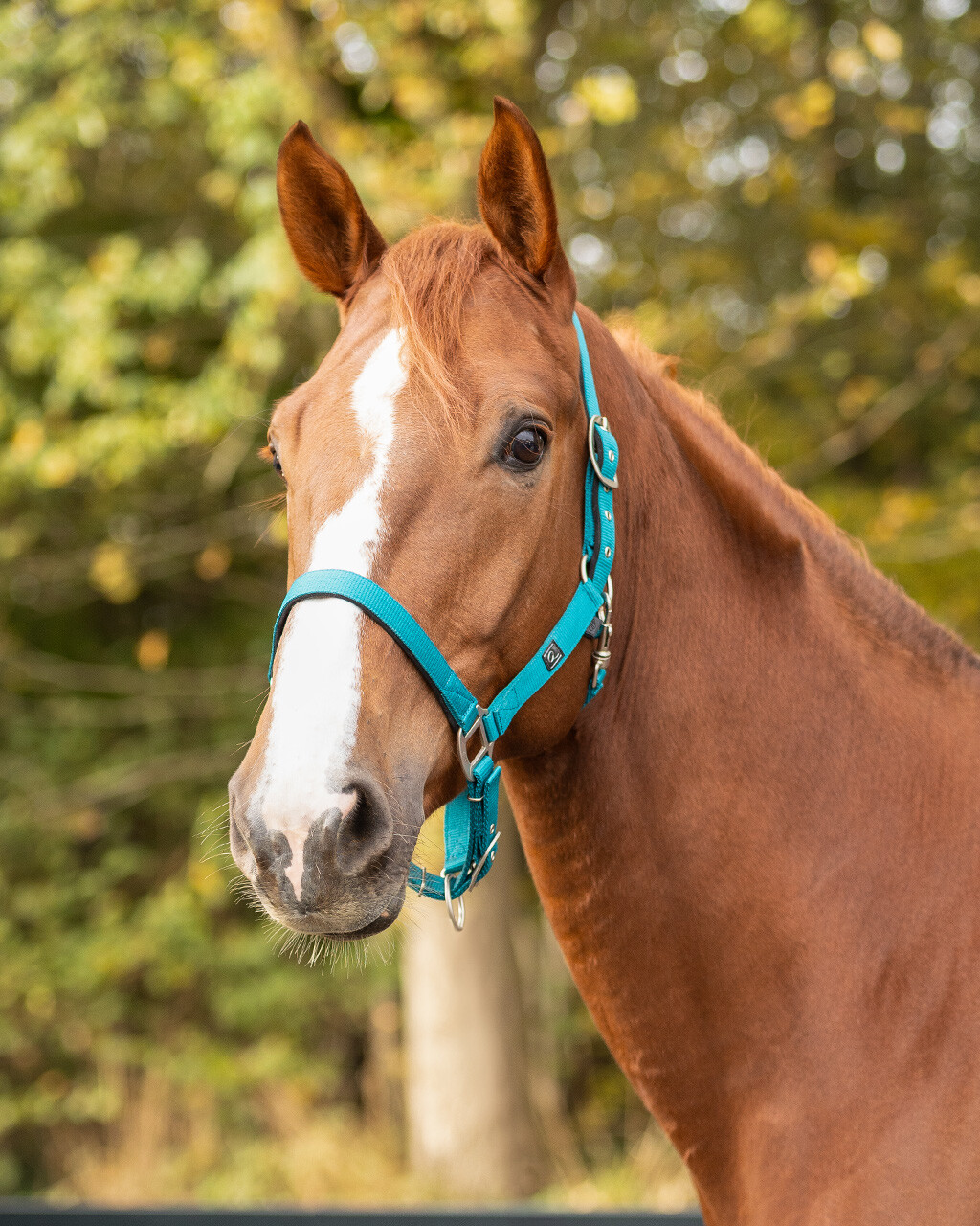 Head collar with lining