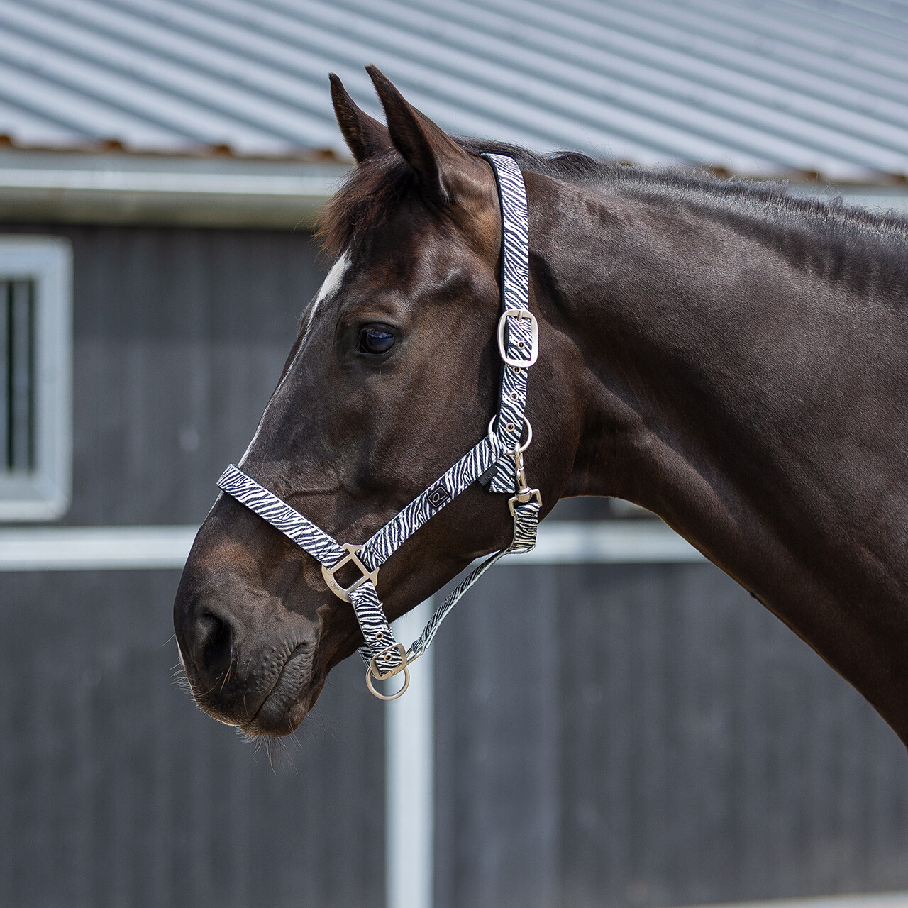 Head collar with lining (presale)