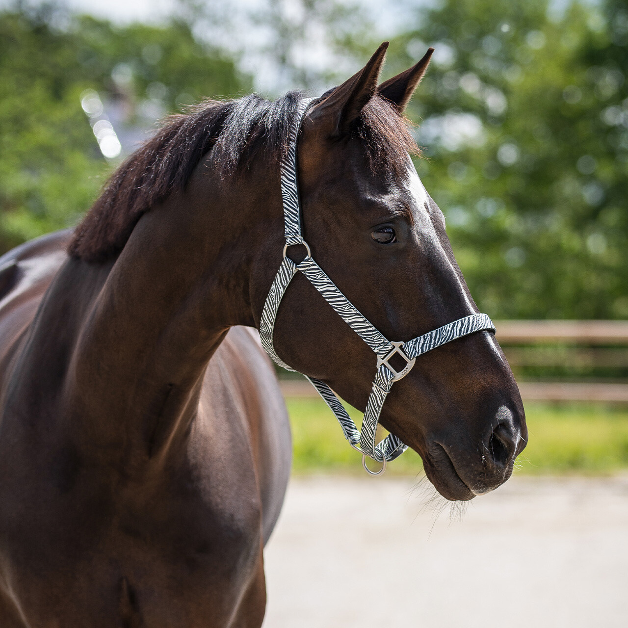 Head collar with lining (presale)