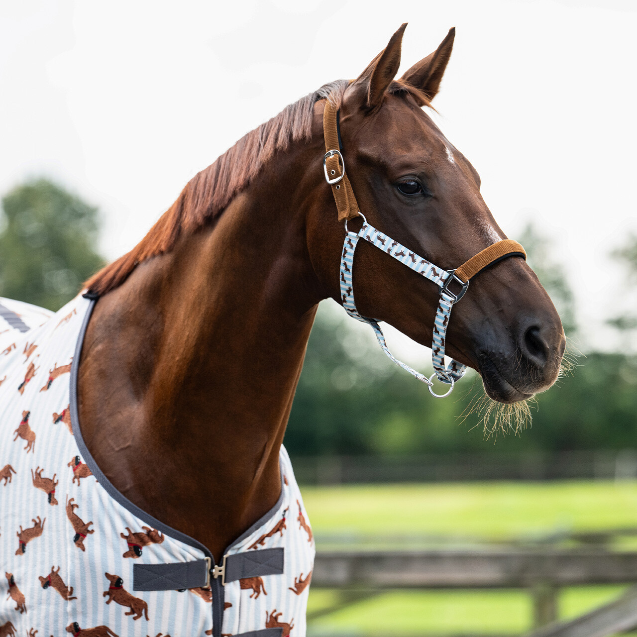 Sada ohlávky Stable Buddy Jezevčík, velikost Cob