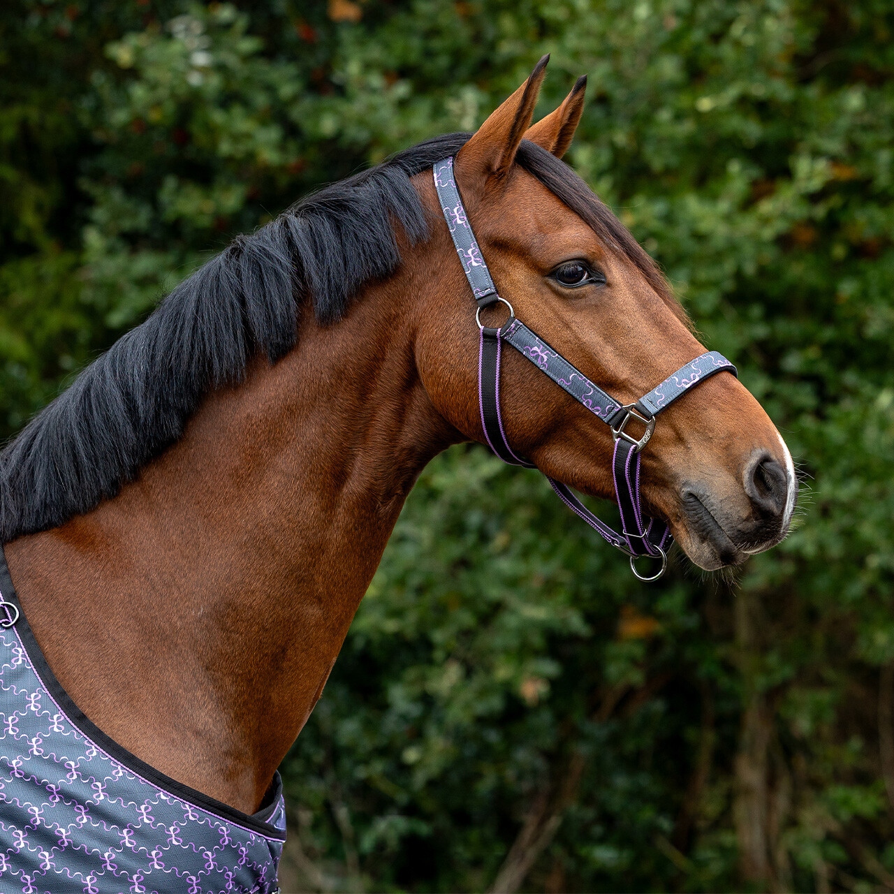 Head collar set with turnout collection