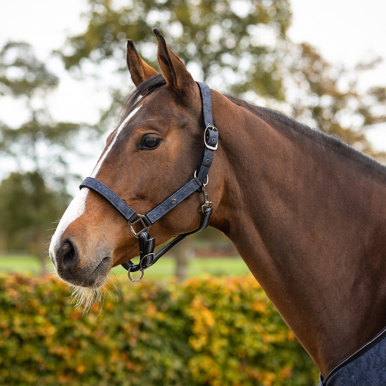 Head collar set with turnout collection
