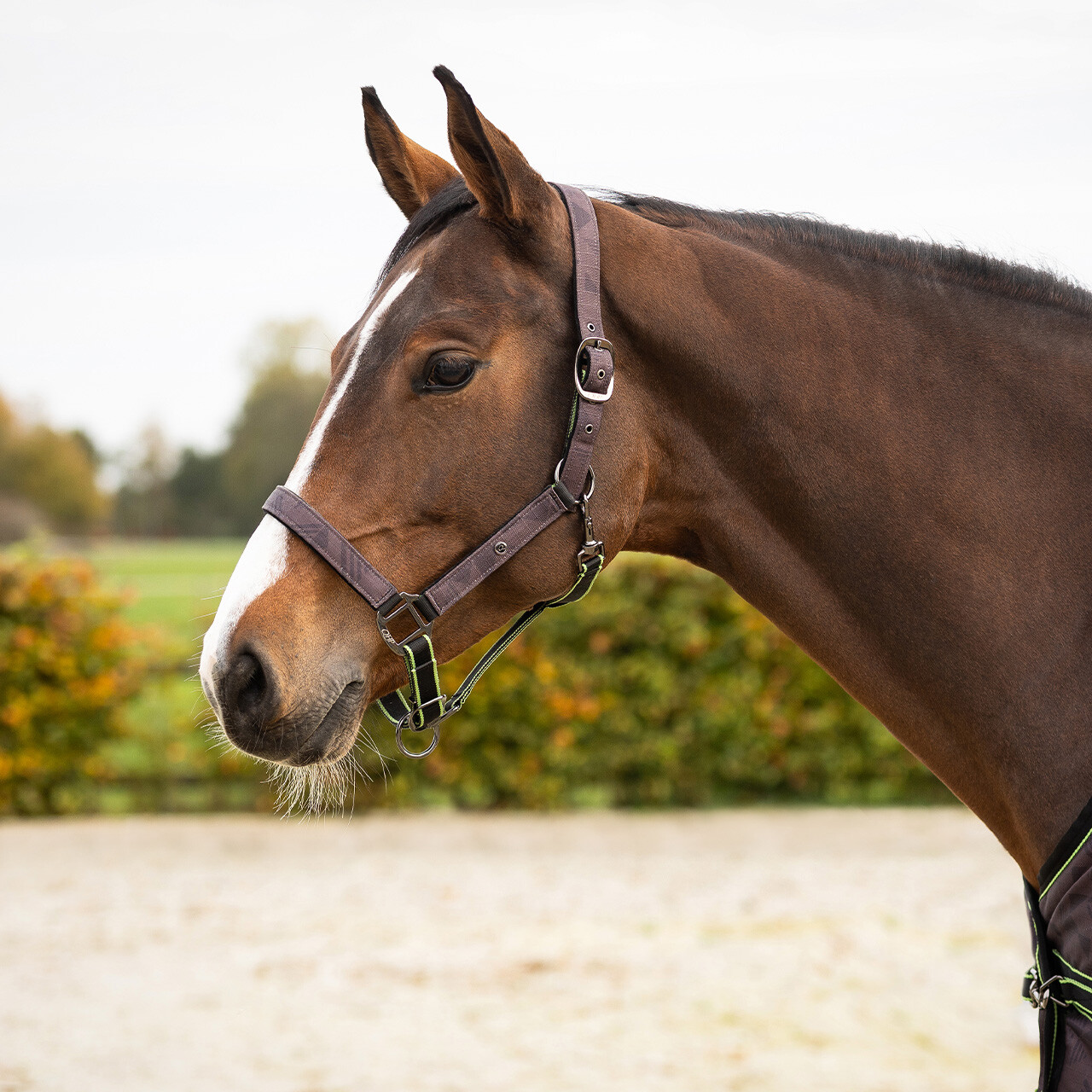 Head collar set with turnout collection