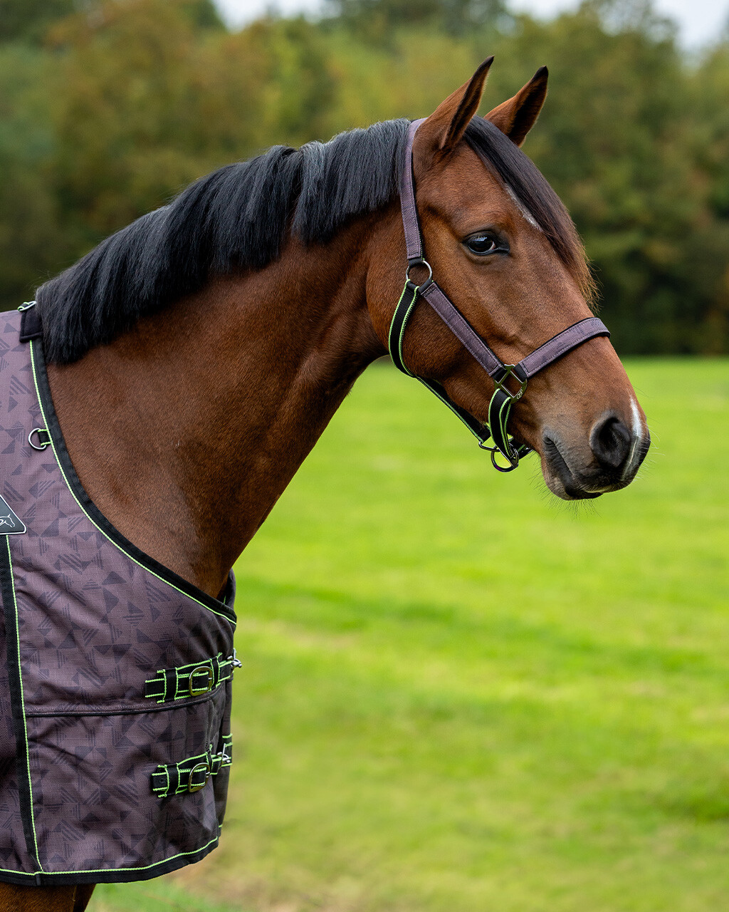 Head collar set with turnout collection
