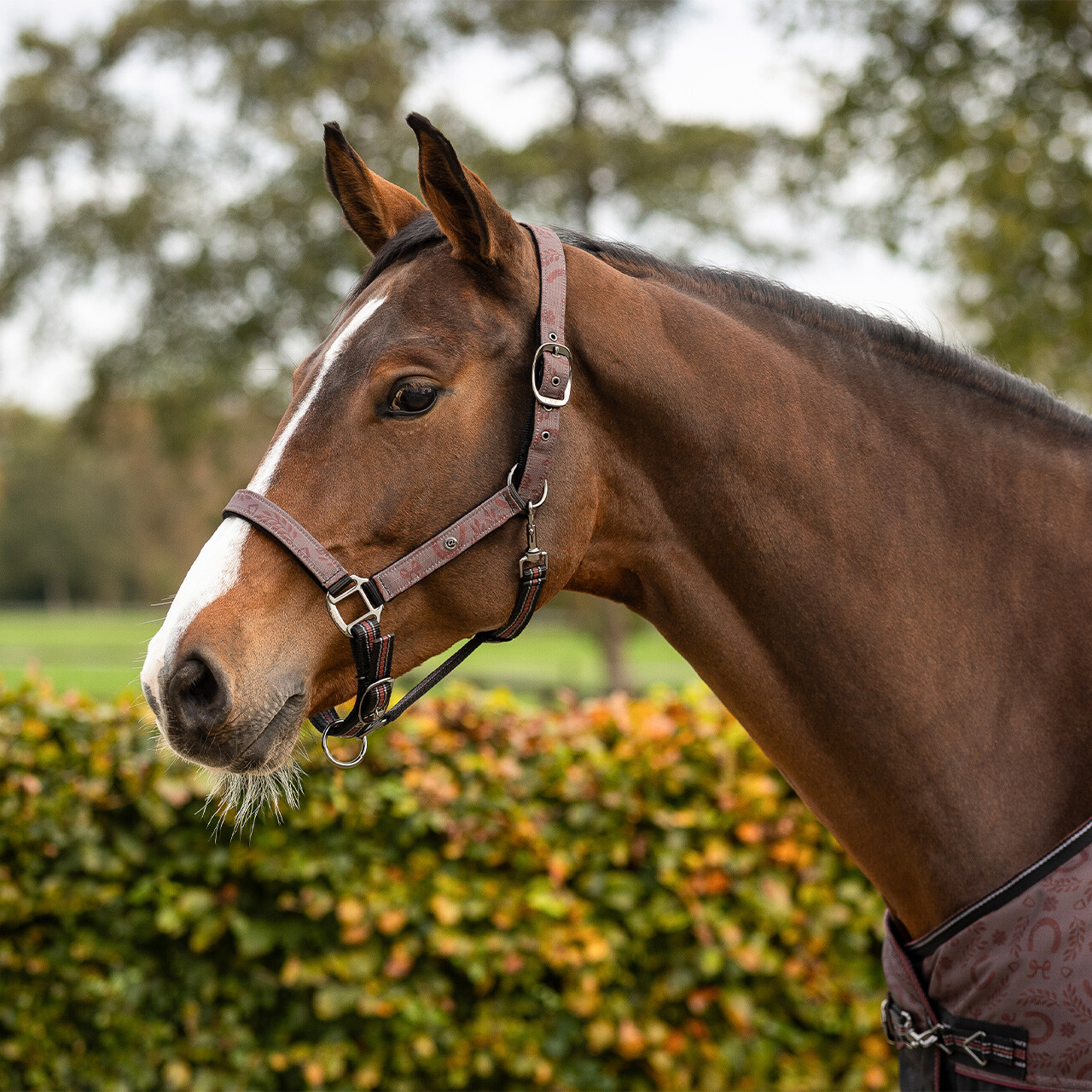 Head collar set with turnout collection