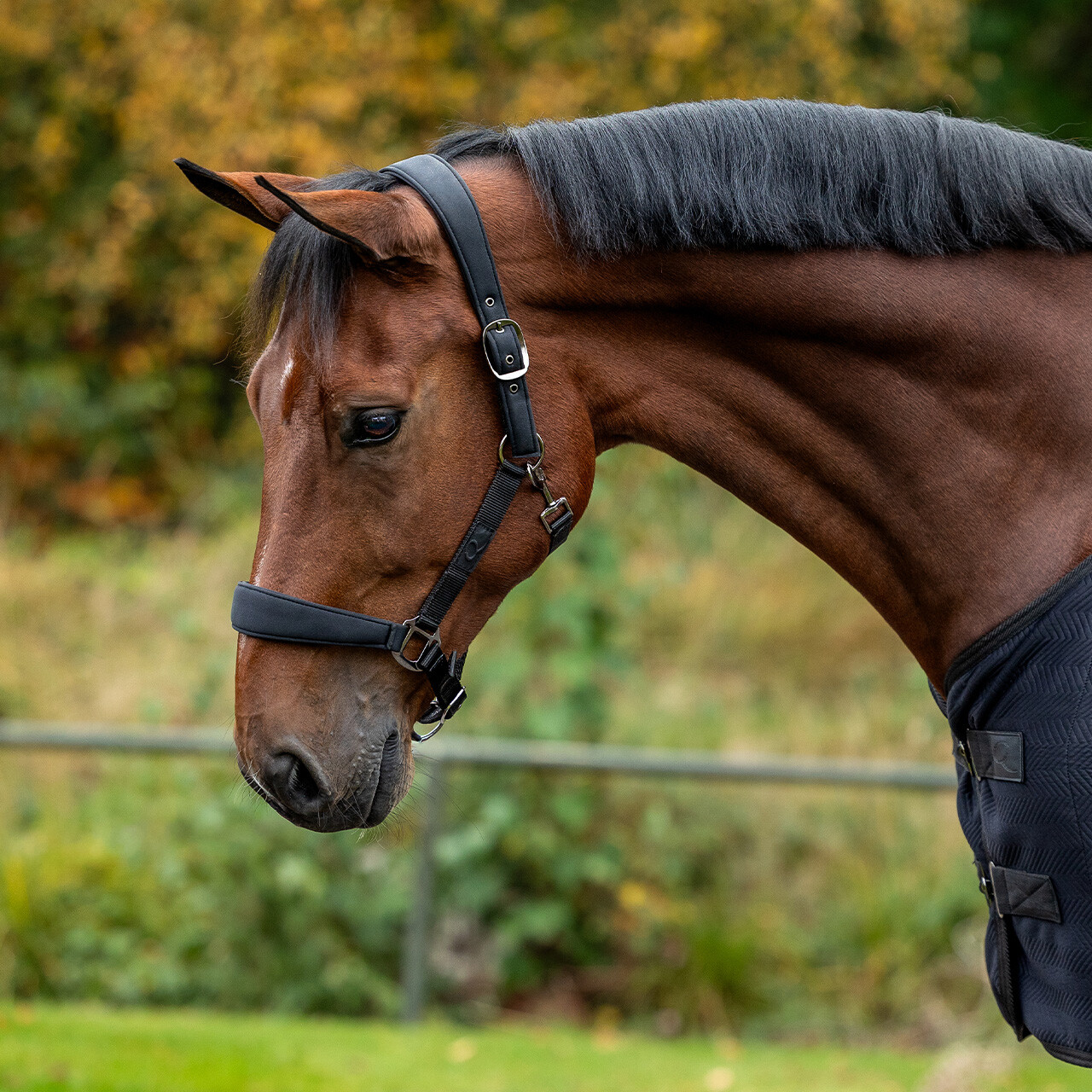 Head collar set Avenna