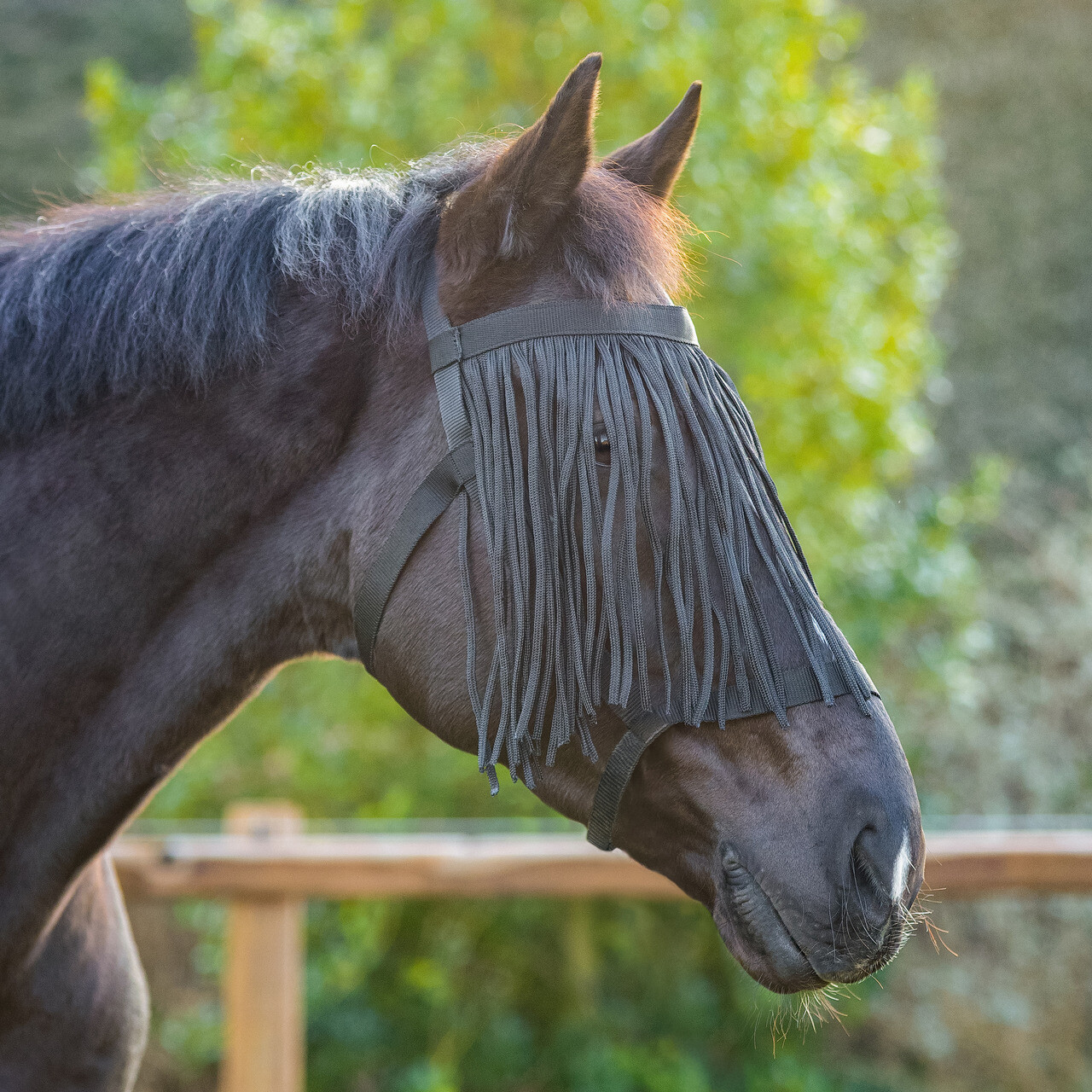 Field head collar with fly fringe