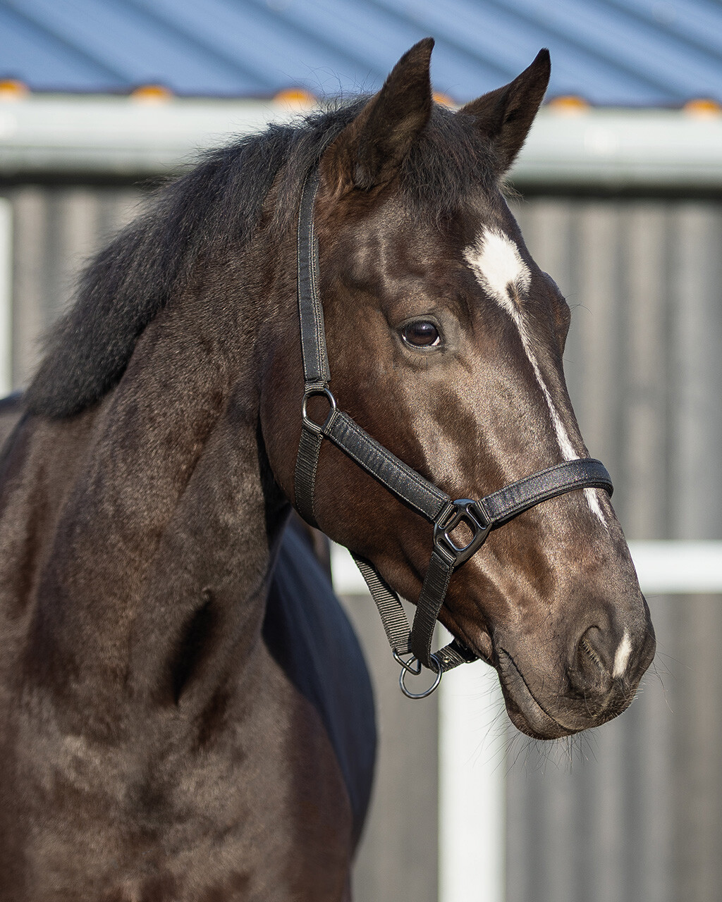 Head collar Glitter