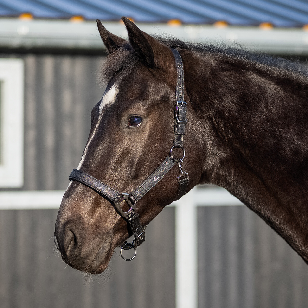 Head collar Glitter