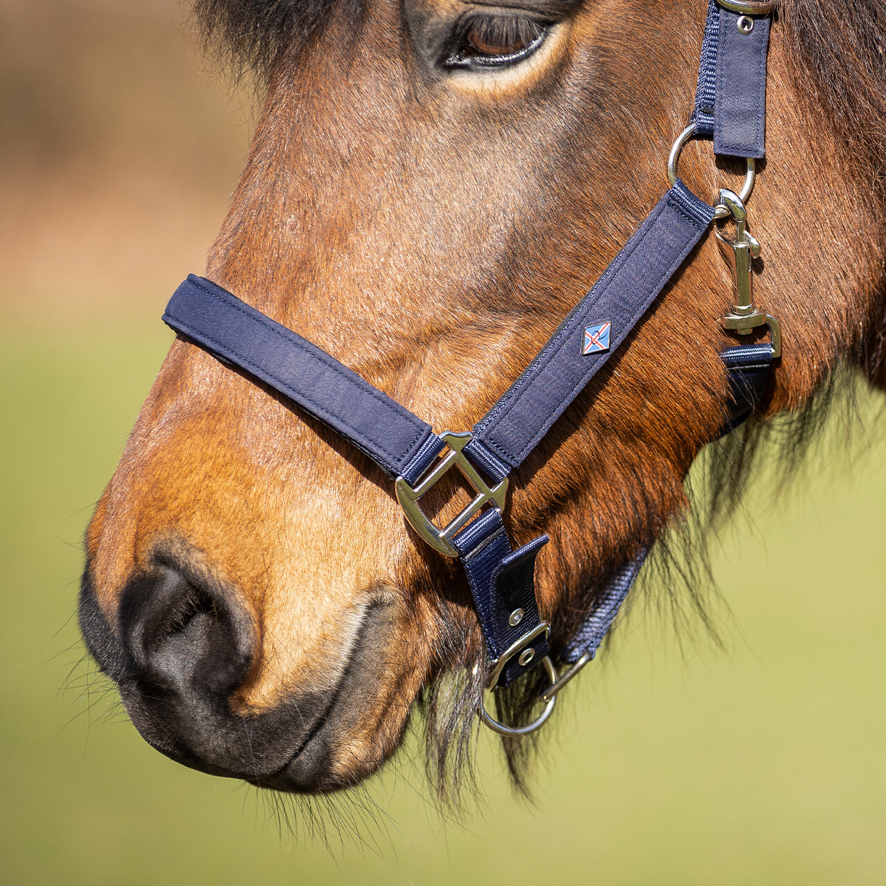 Head collar Fjara Icelandic