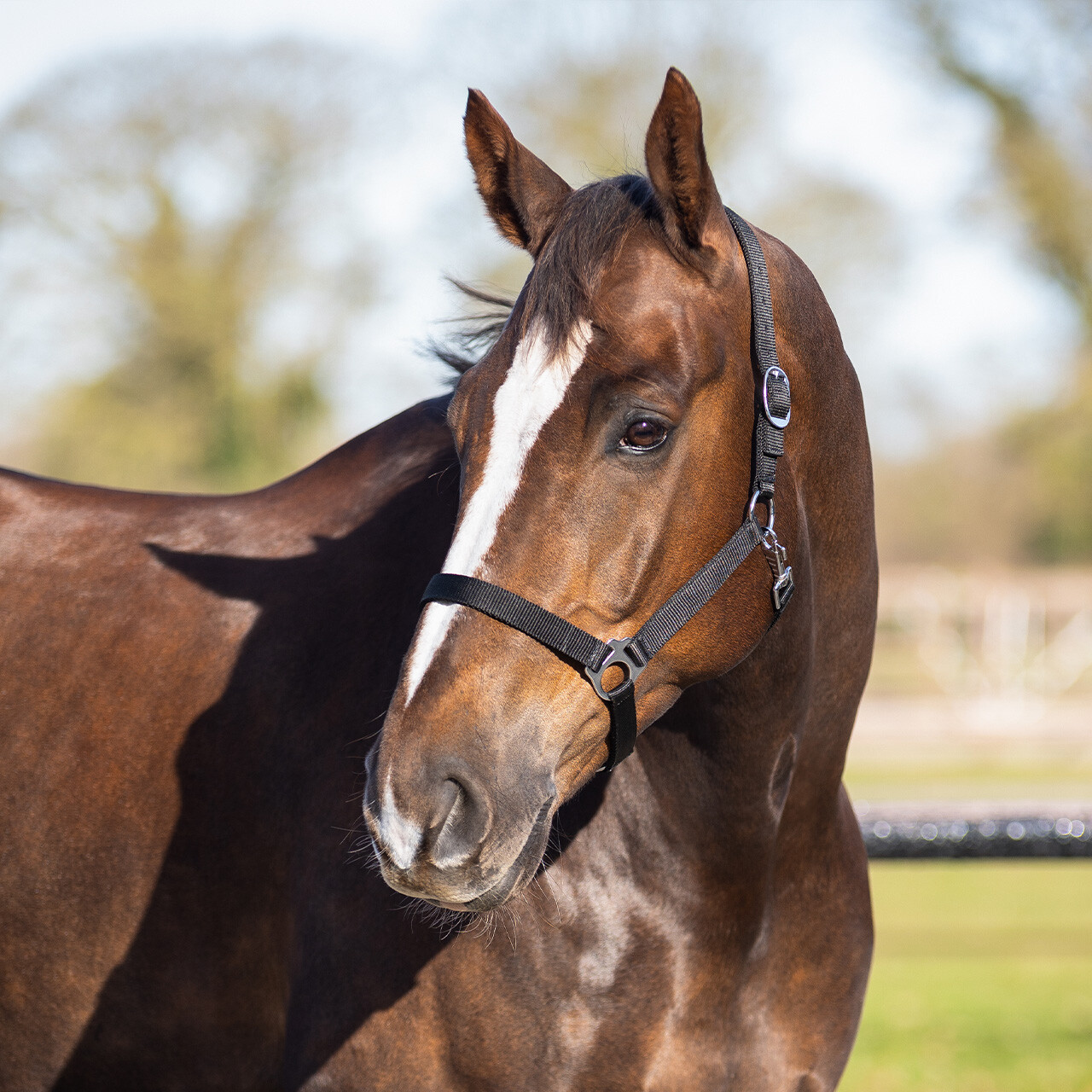 Head collar basic