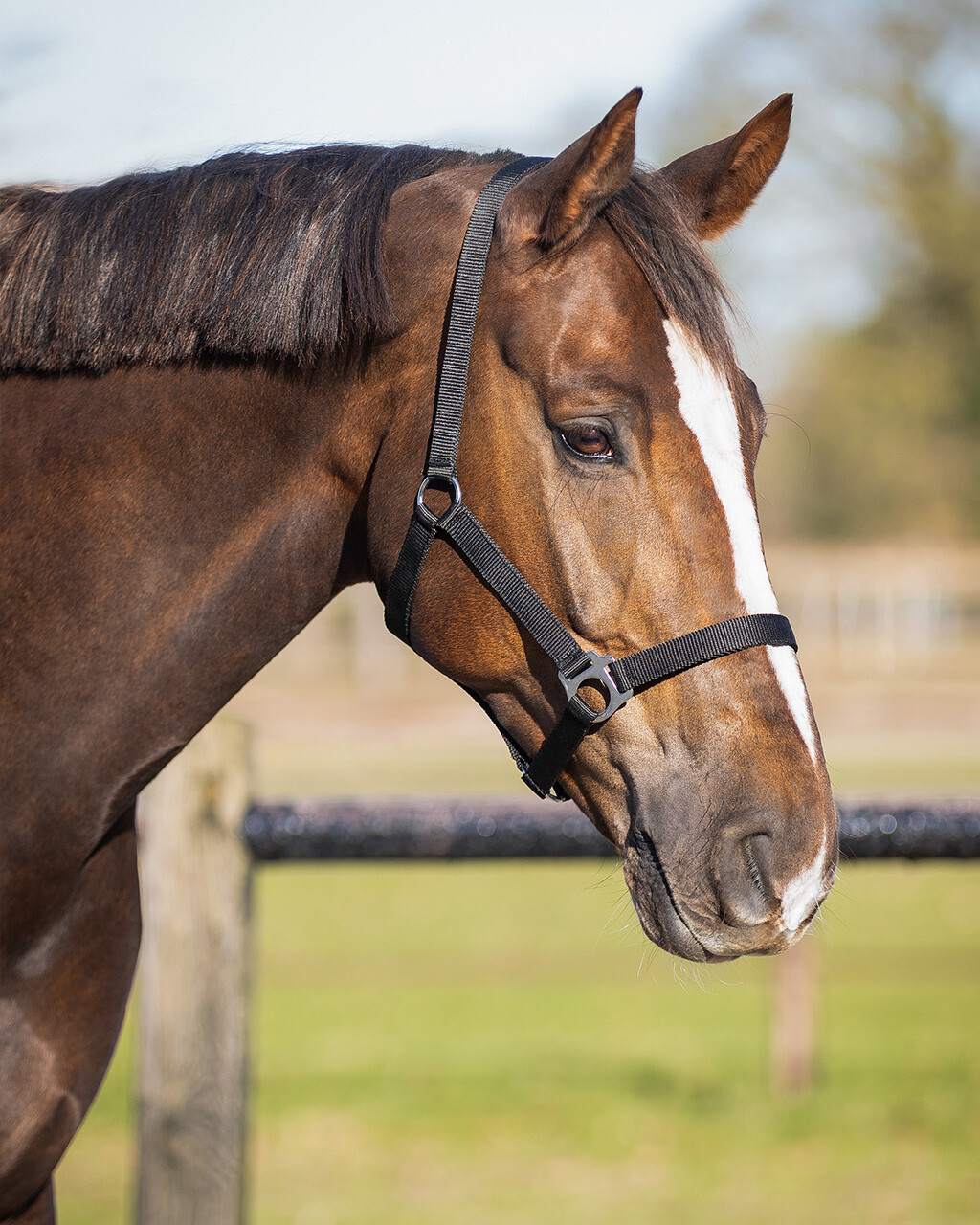 Head collar basic