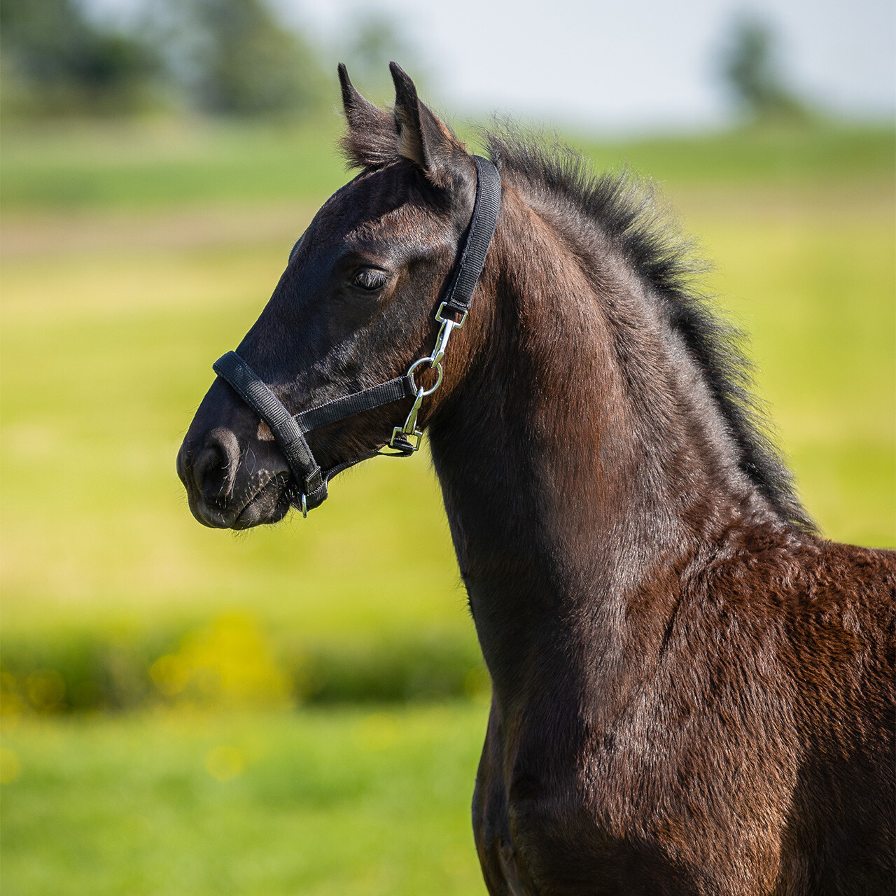 Head collar foal Easy clip
