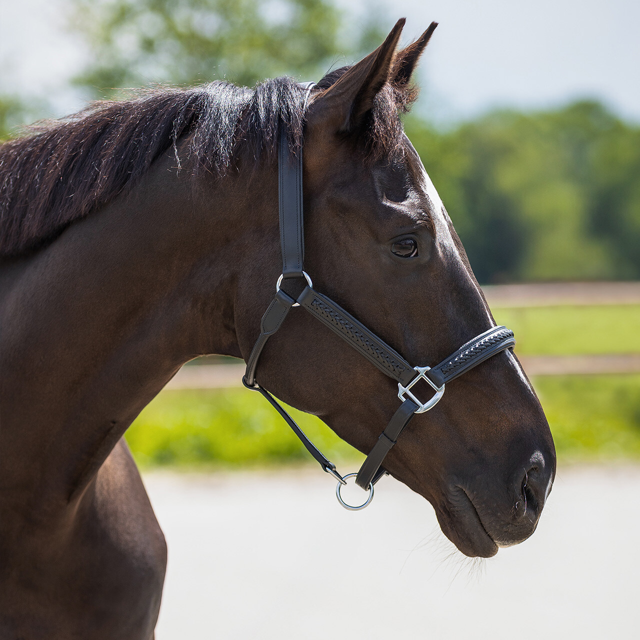 Head collar leather Jayze